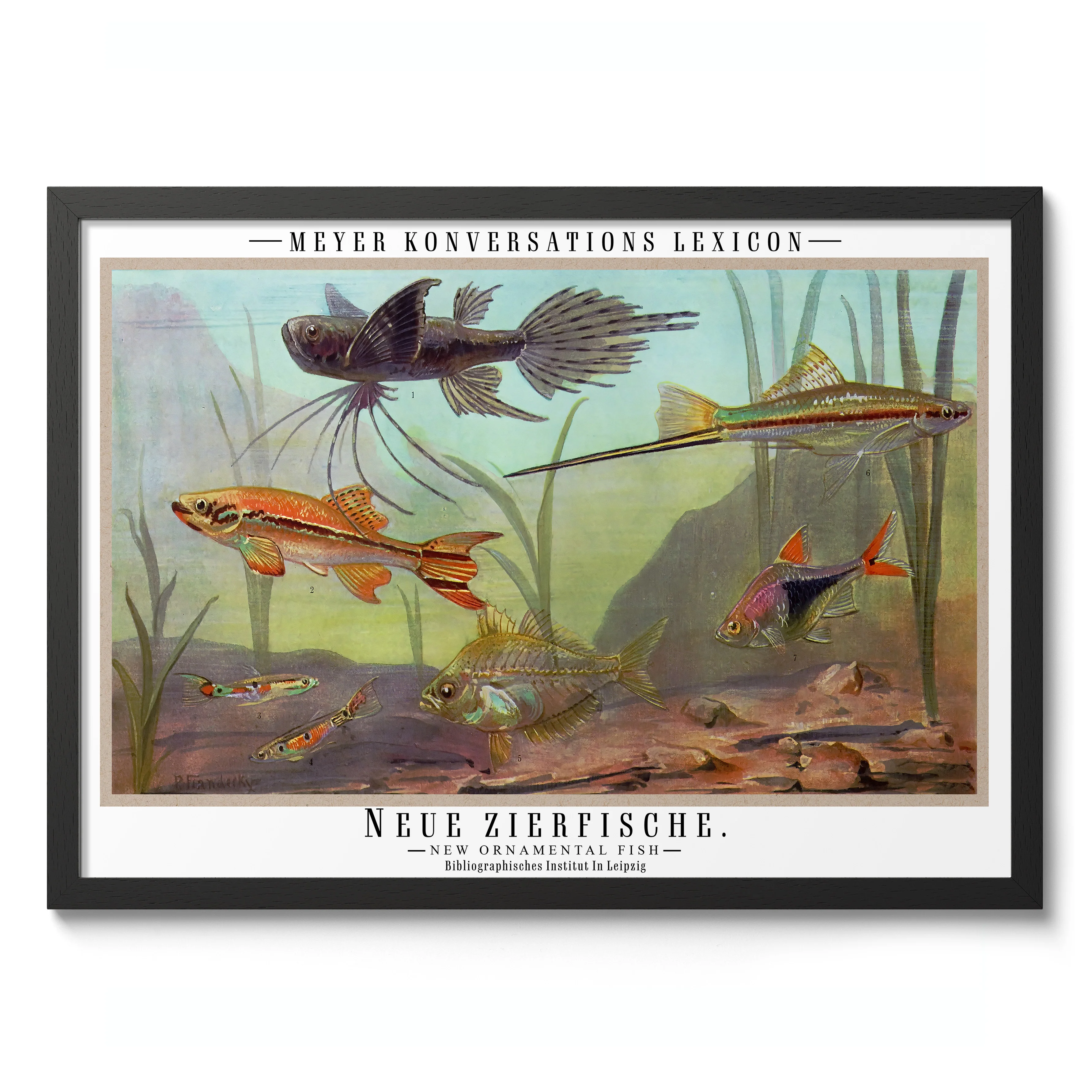 Ornamental Fish - Image 2