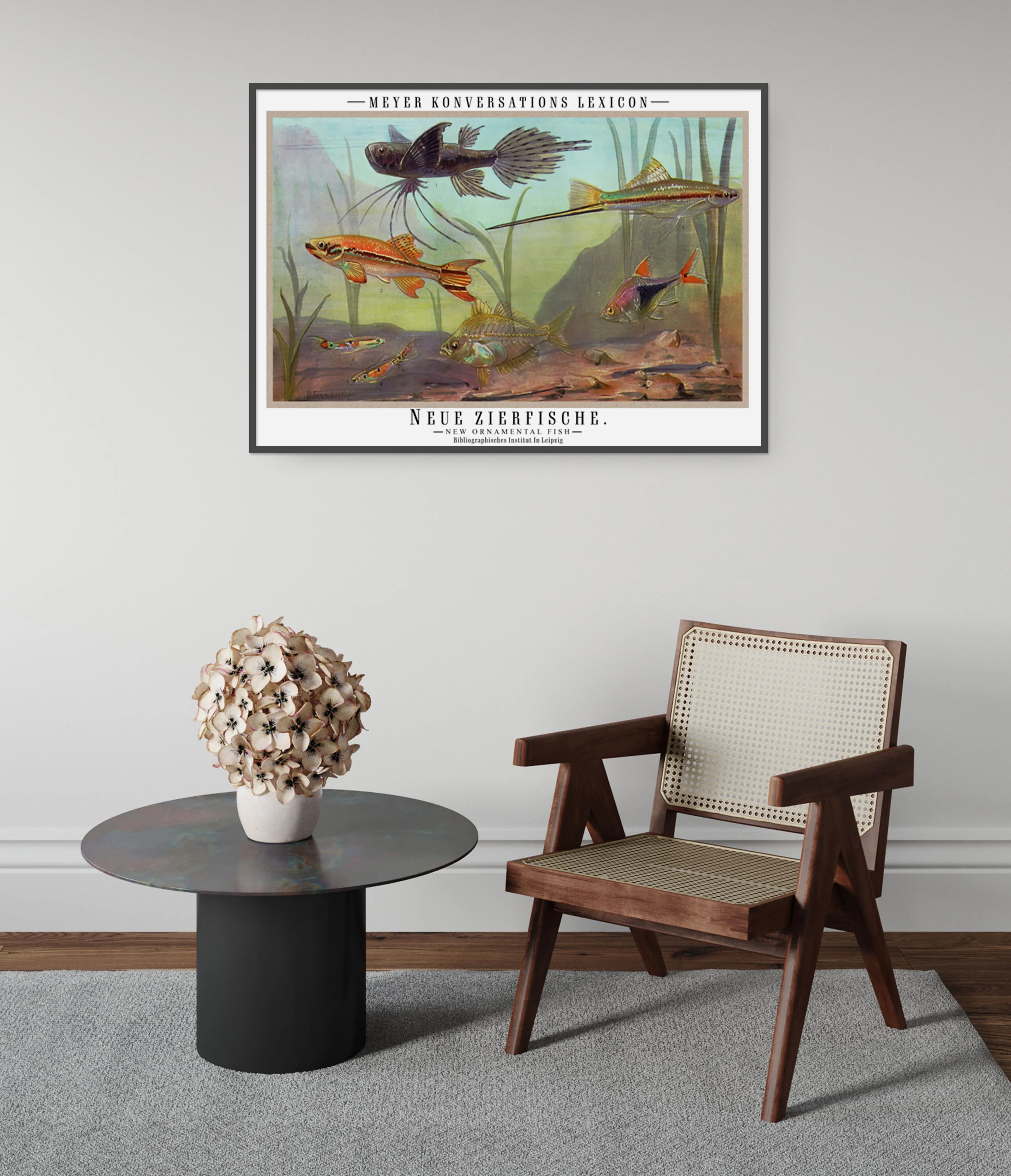 Ornamental Fish - Image 5