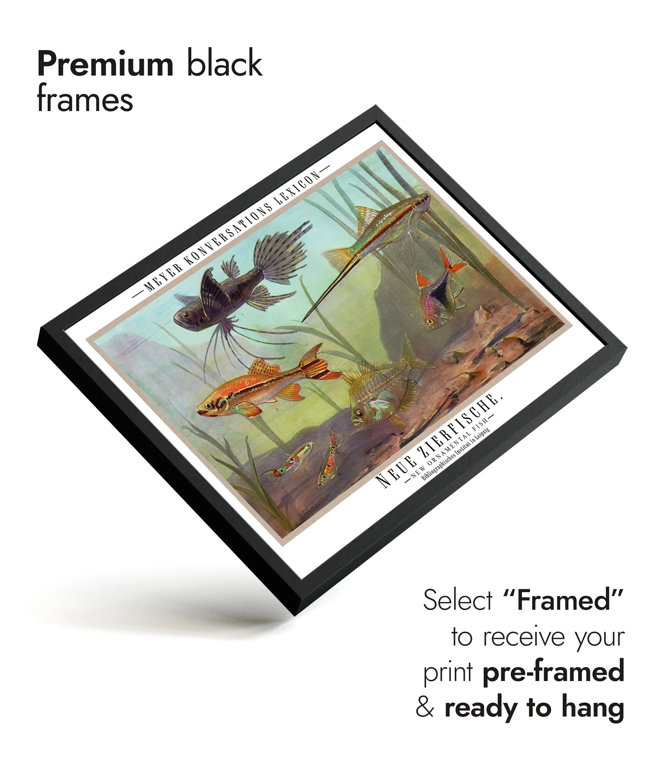 Ornamental Fish - Image 7