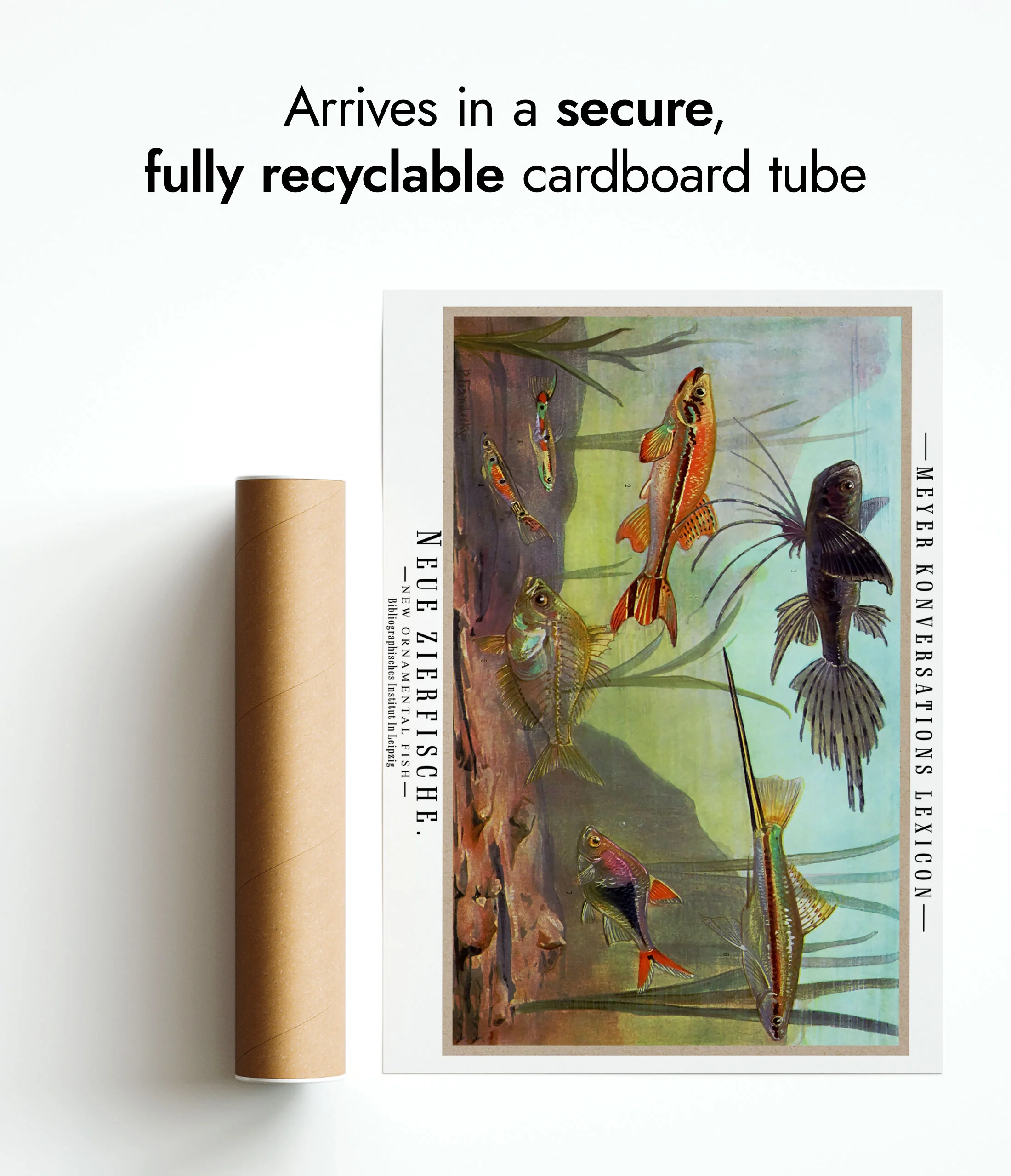 Ornamental Fish - Image 9