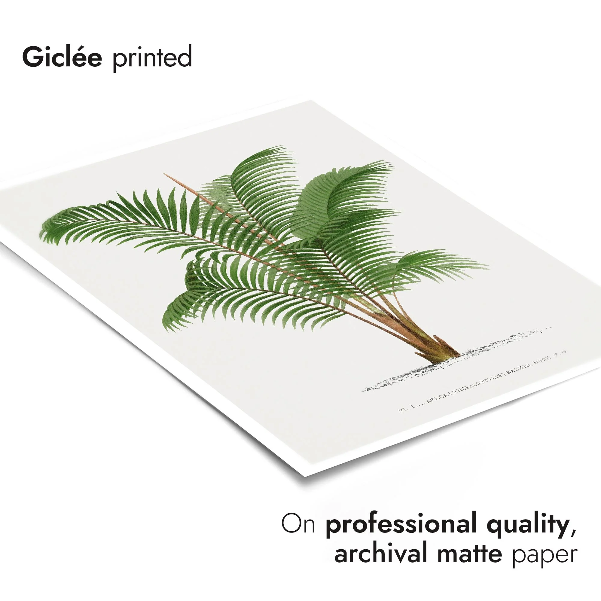 Palm Trees - Image 5