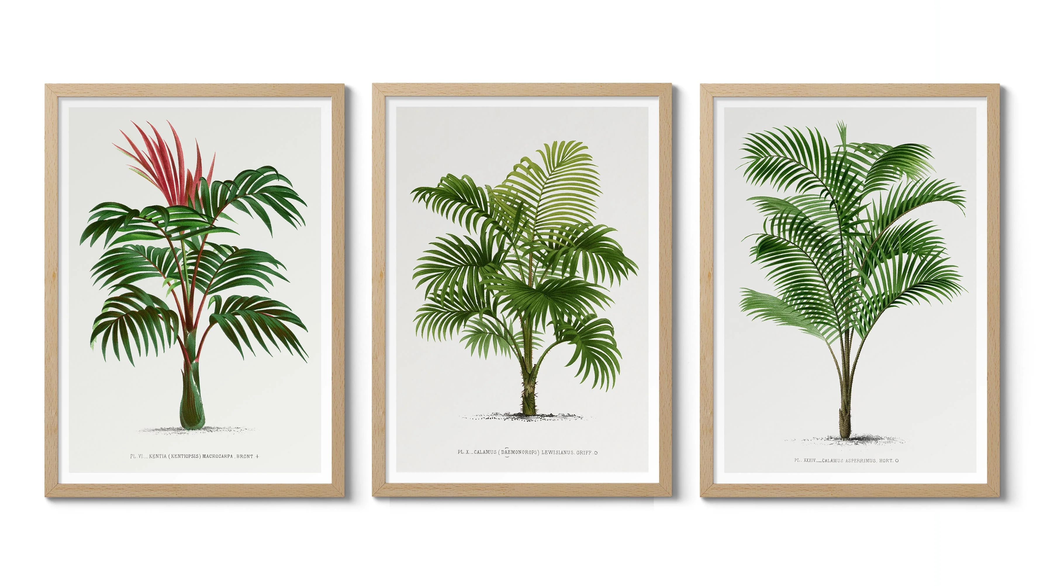 Palm Trees II - Image 2