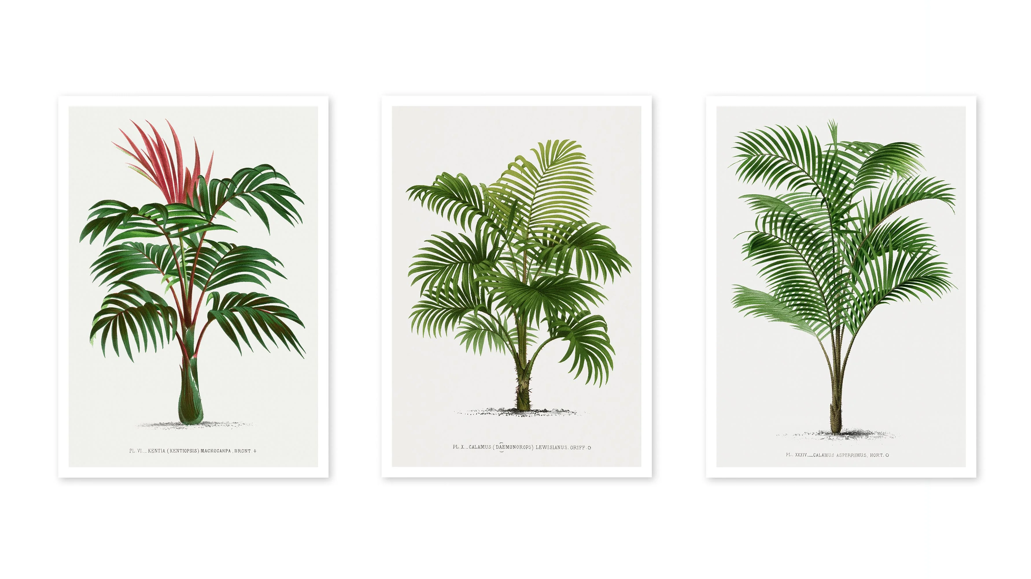 Palm Trees II - Image 3