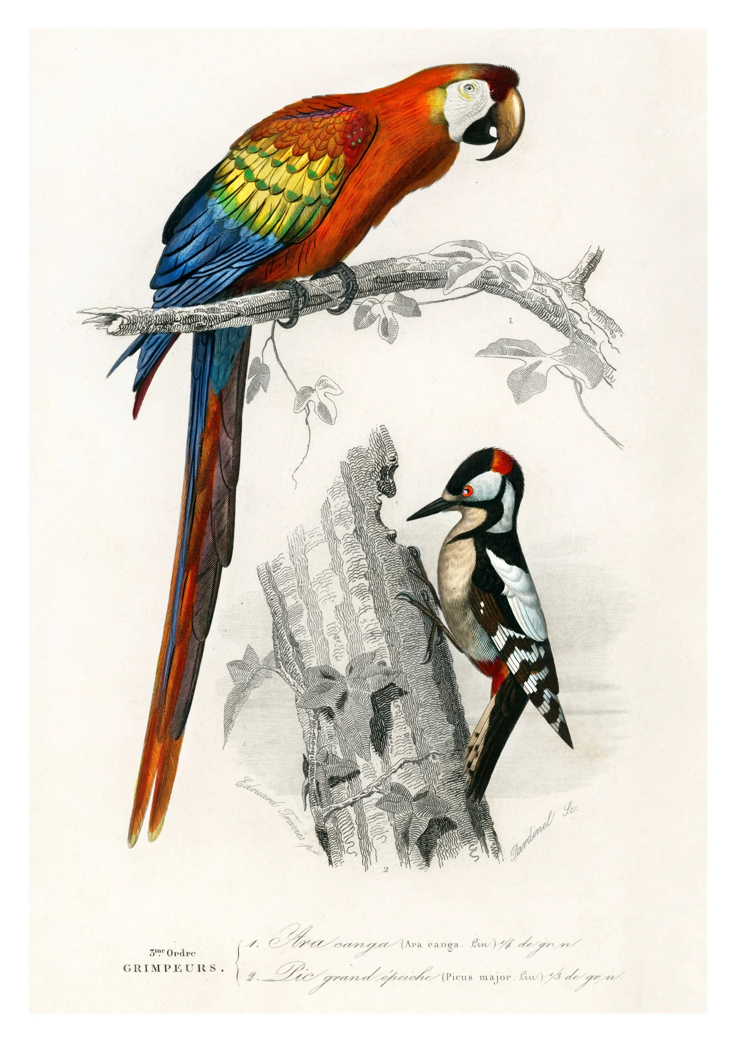 Parrot & Woodpecker
