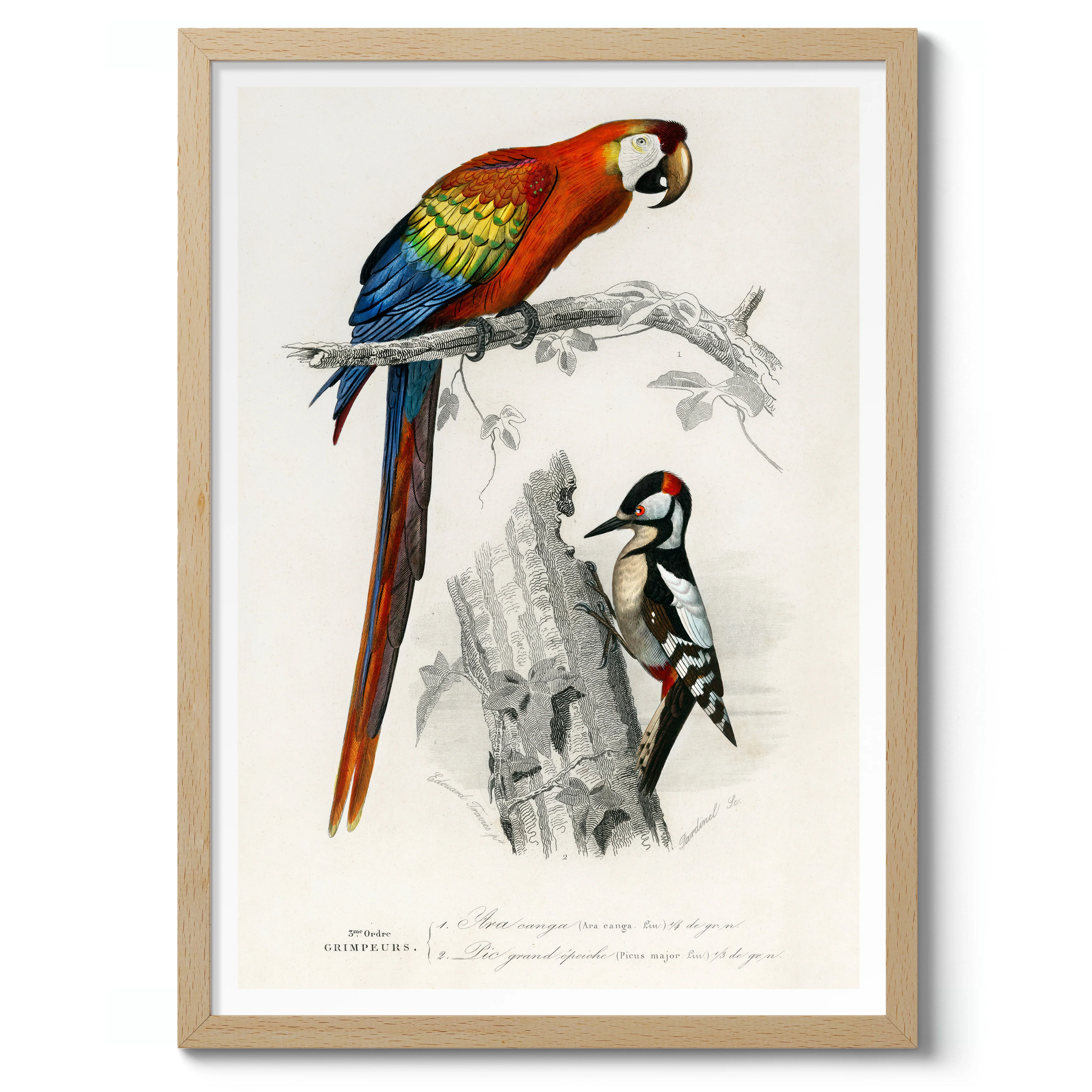 Parrot & Woodpecker - Image 3