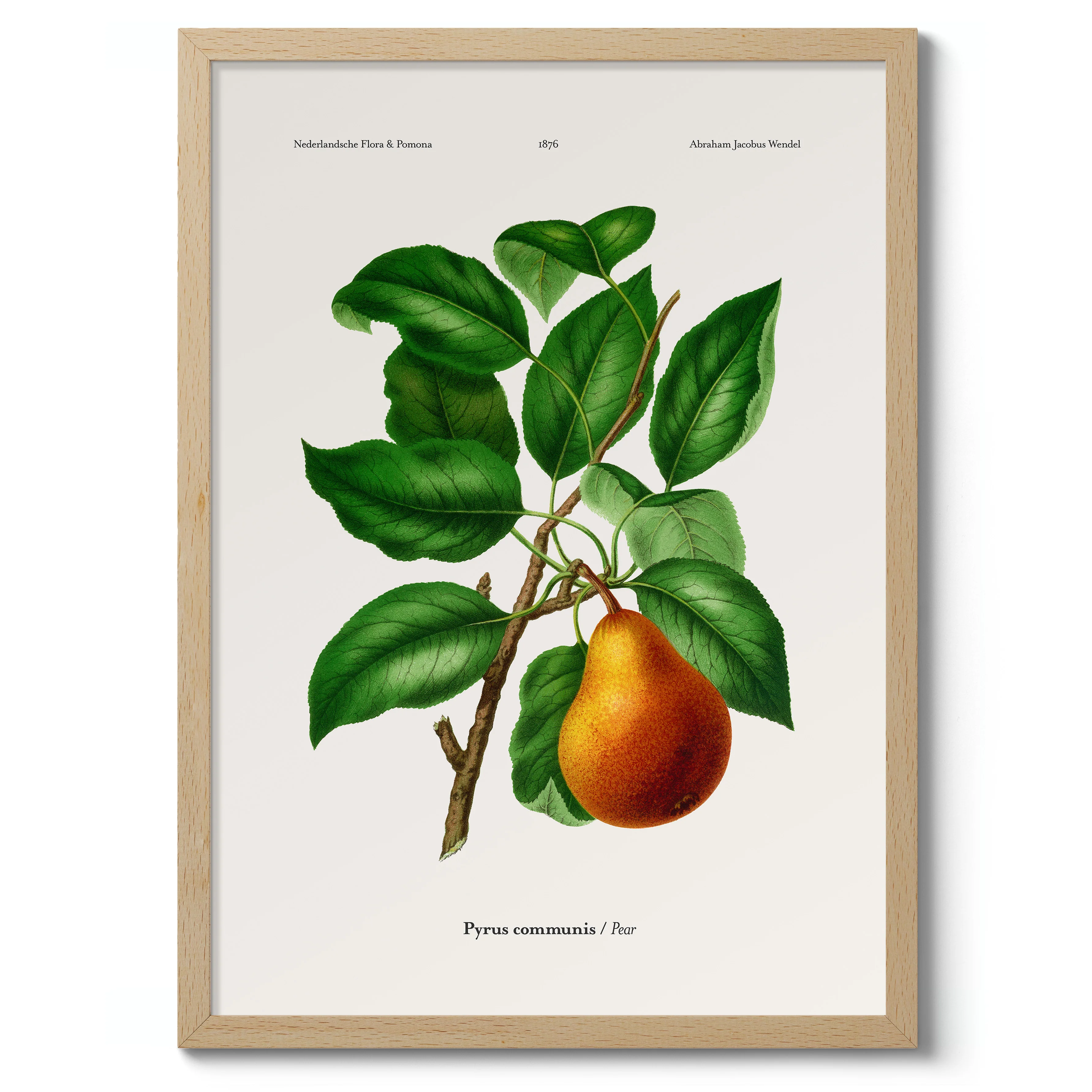 Pear - Image 3