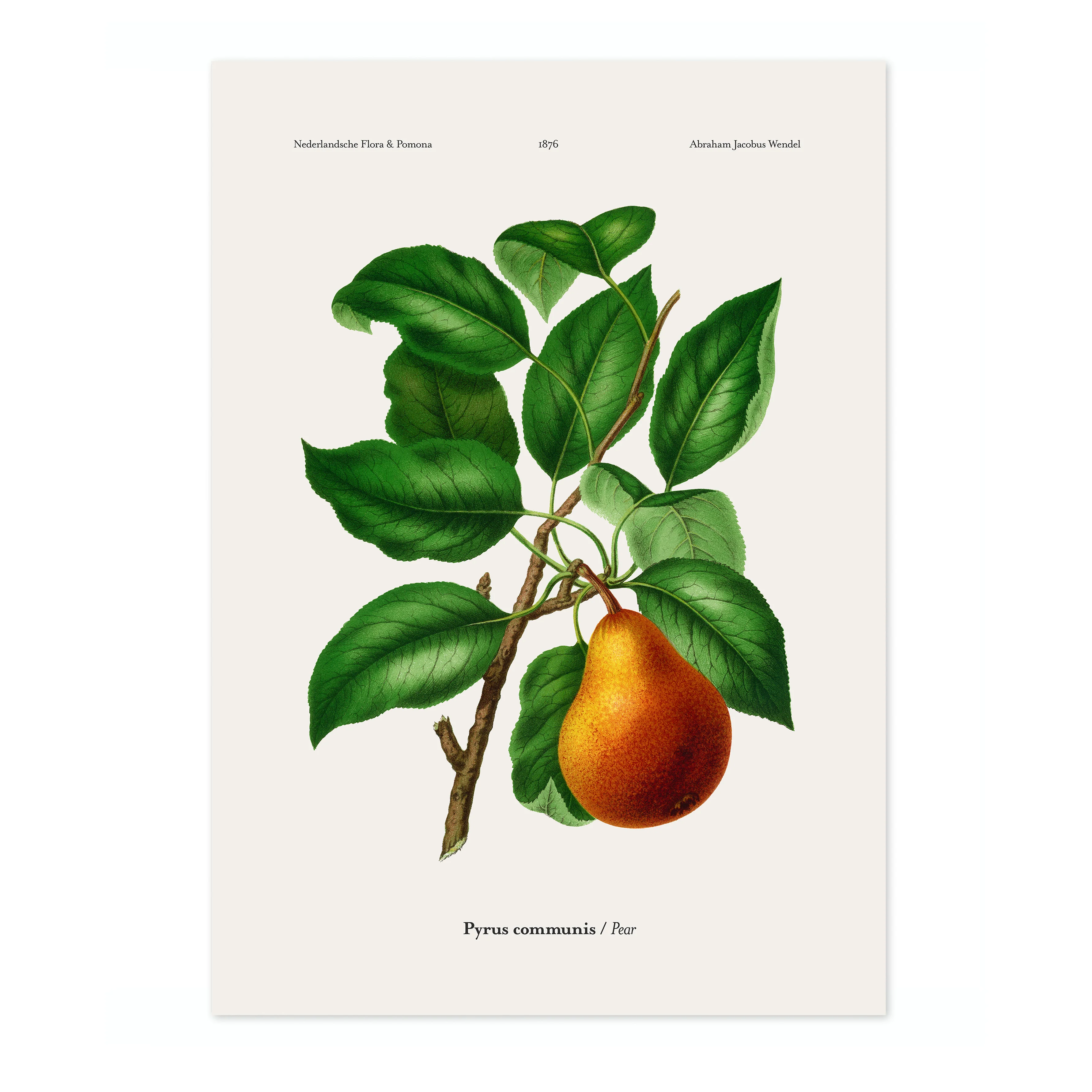 Pear - Image 4