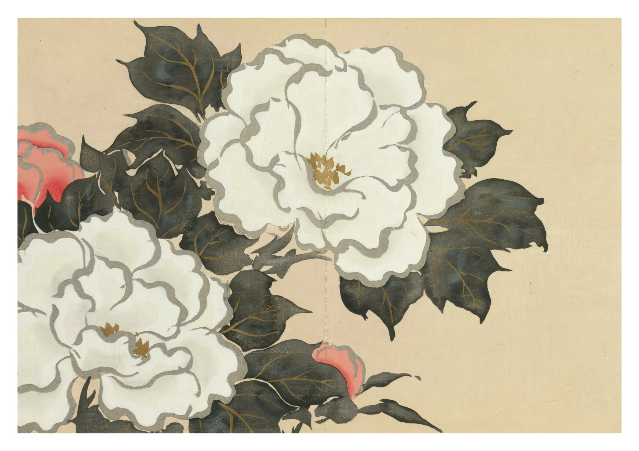 Peonies