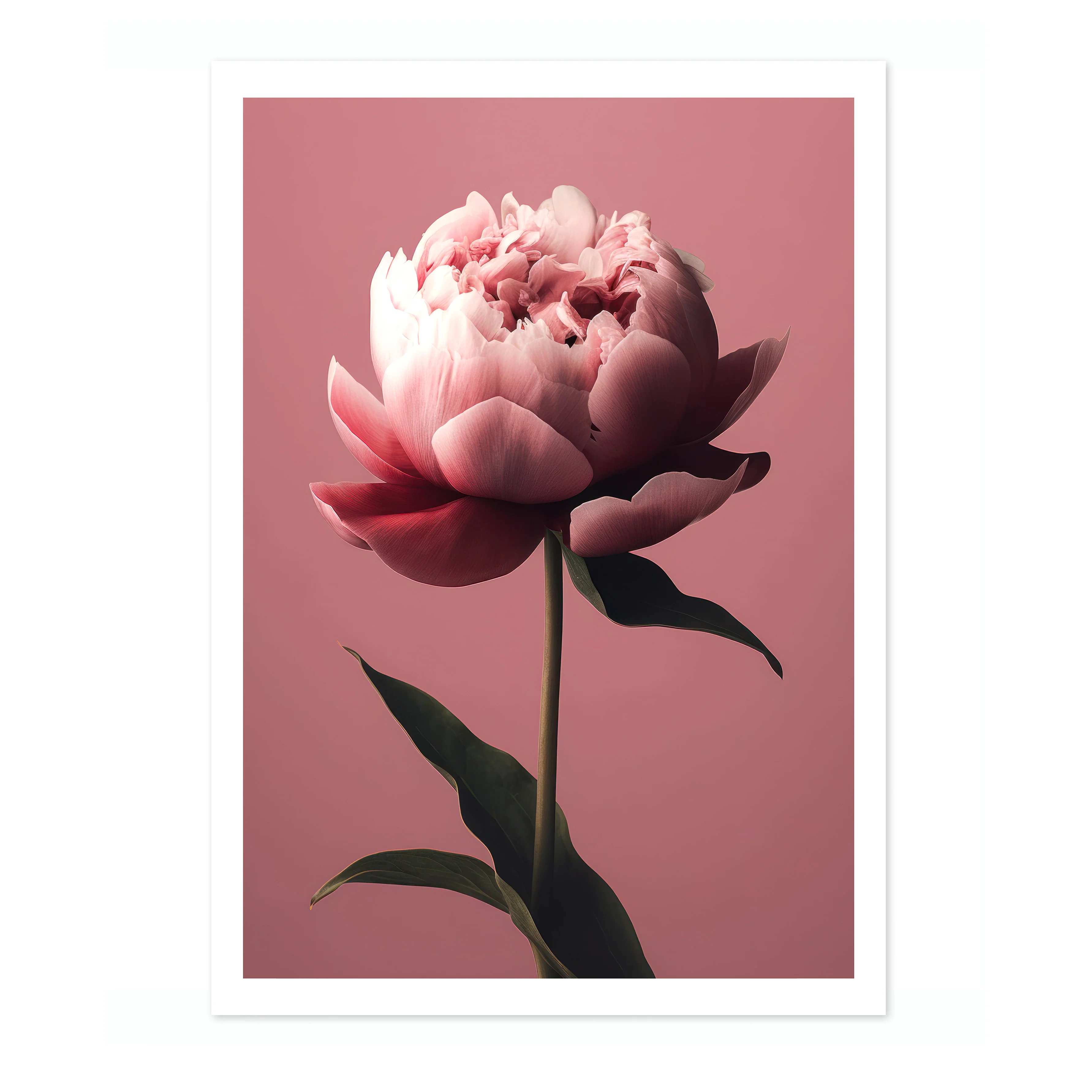 Peony - Image 4