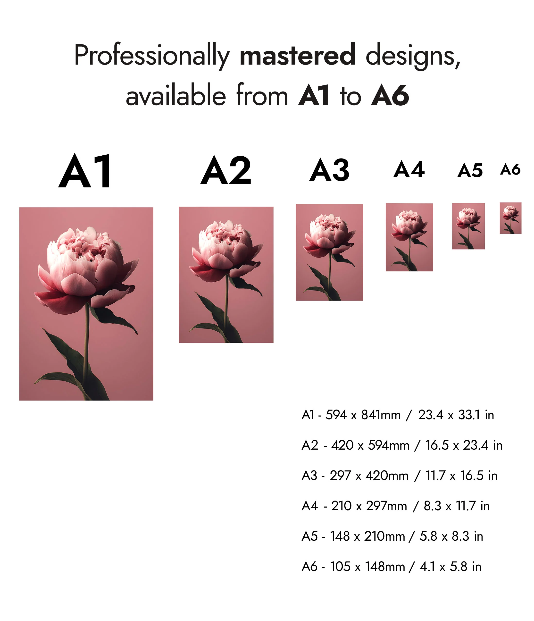 Peony - Image 8