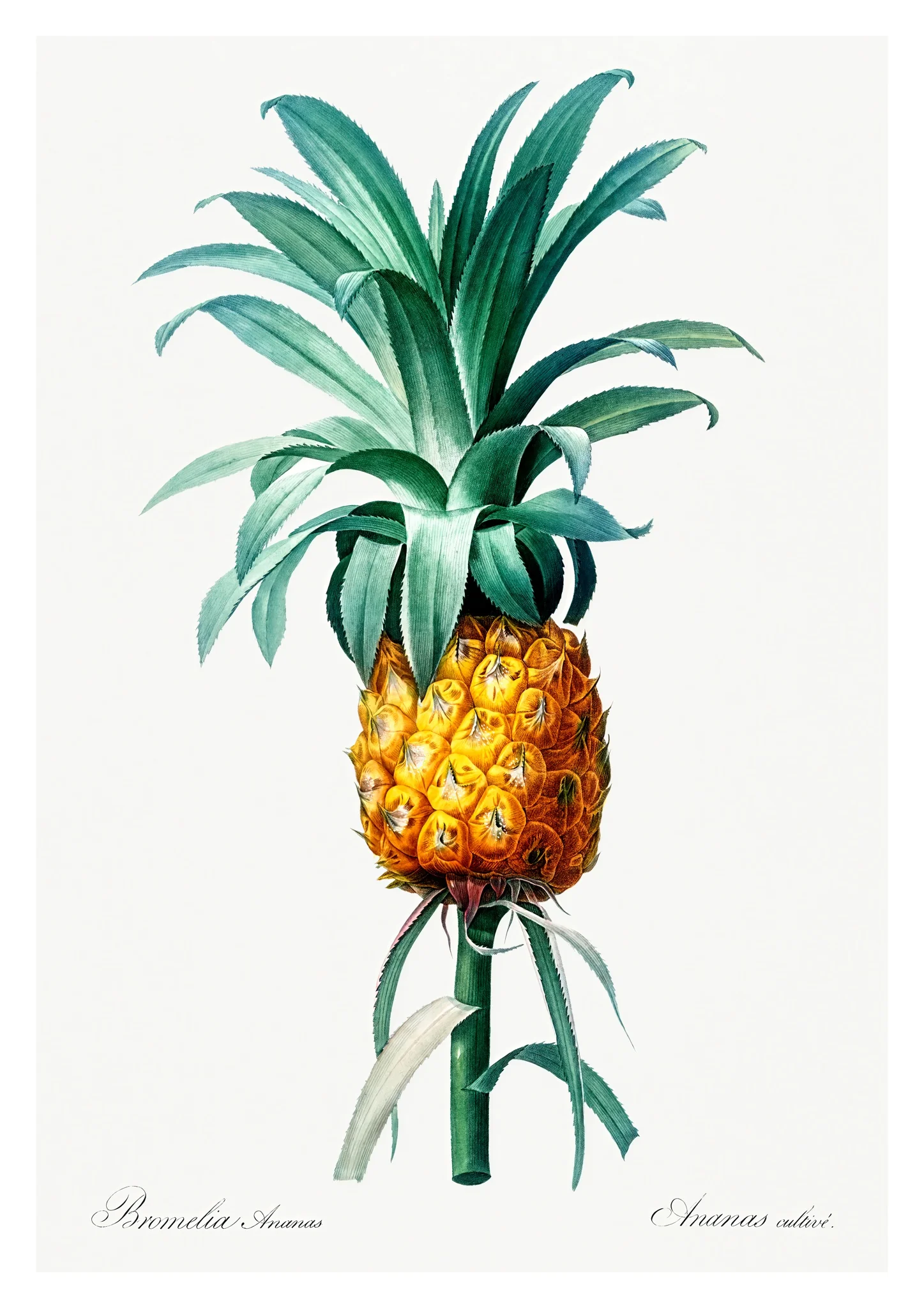 Pineapple