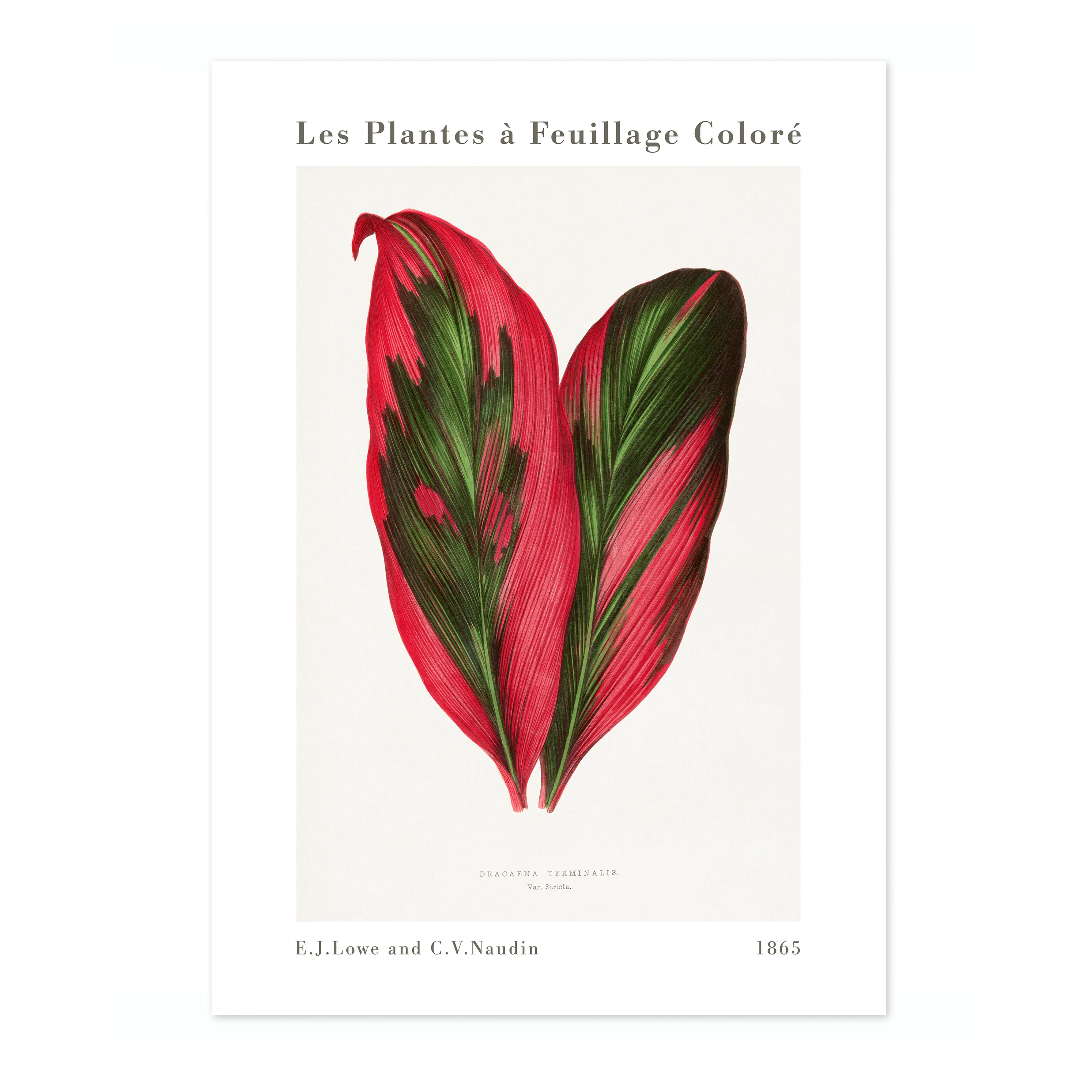 Pink Dracaena Terminalis - Image 4