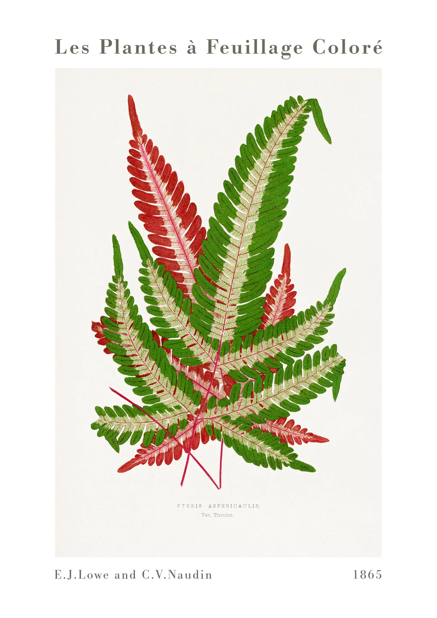 Pink & Green Fern