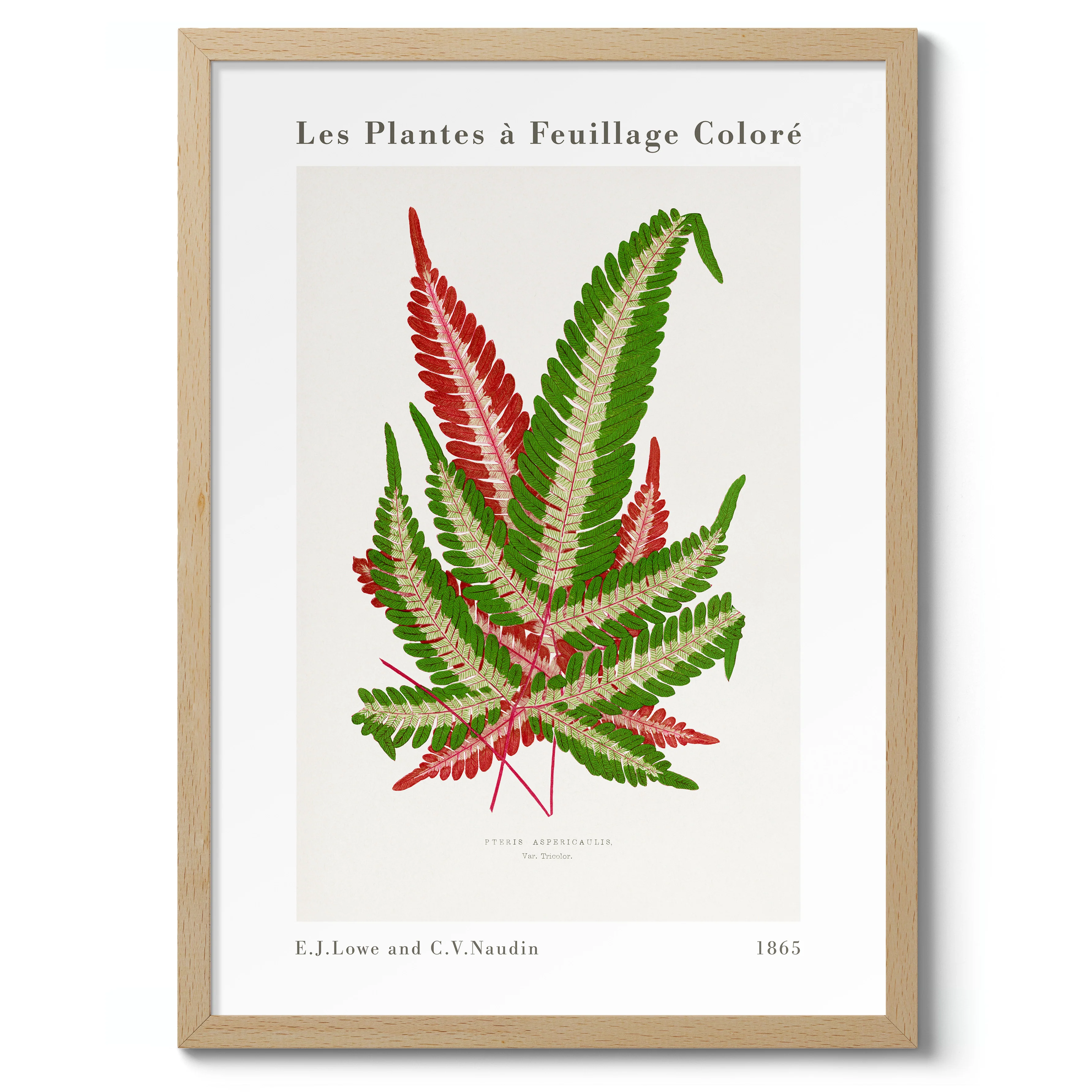 Pink & Green Fern - Image 3