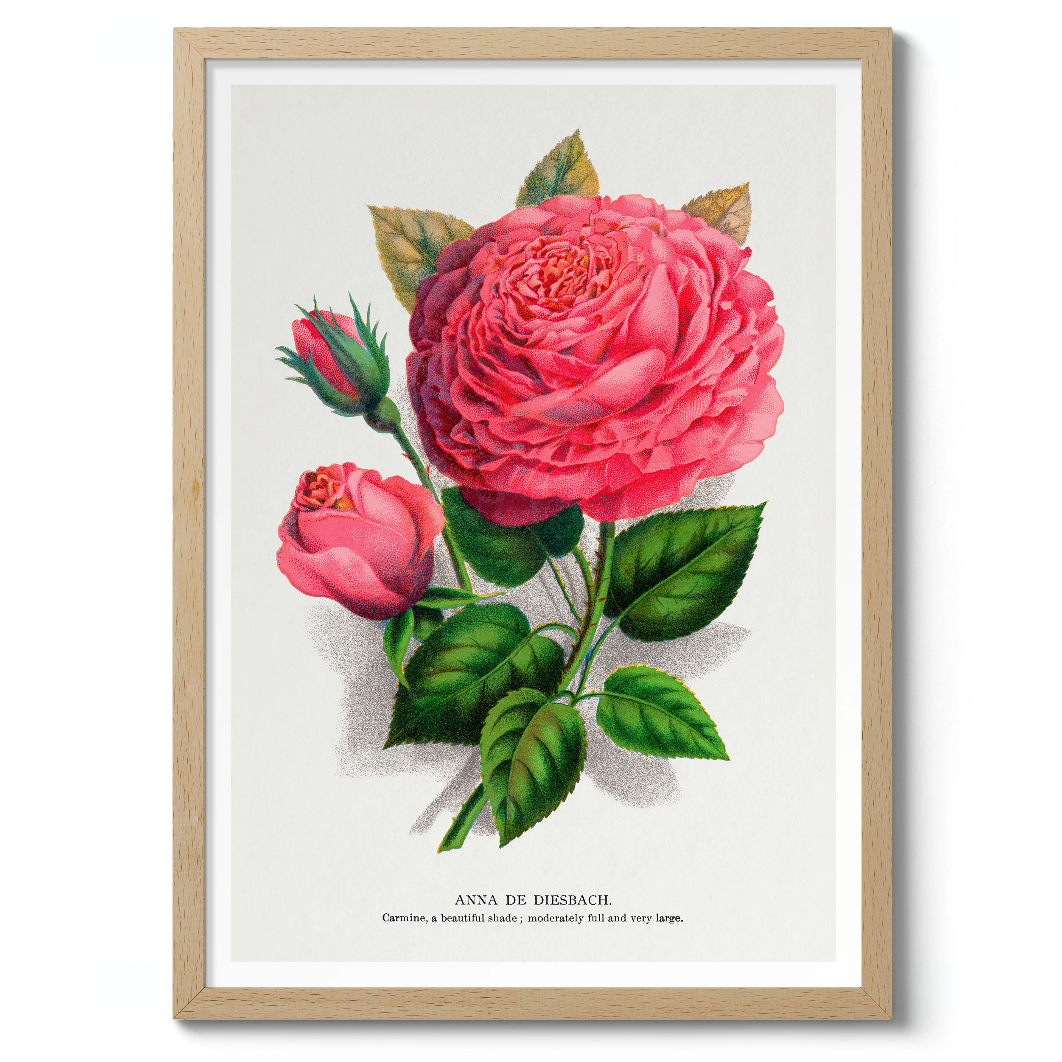 Pink Rose - Image 3