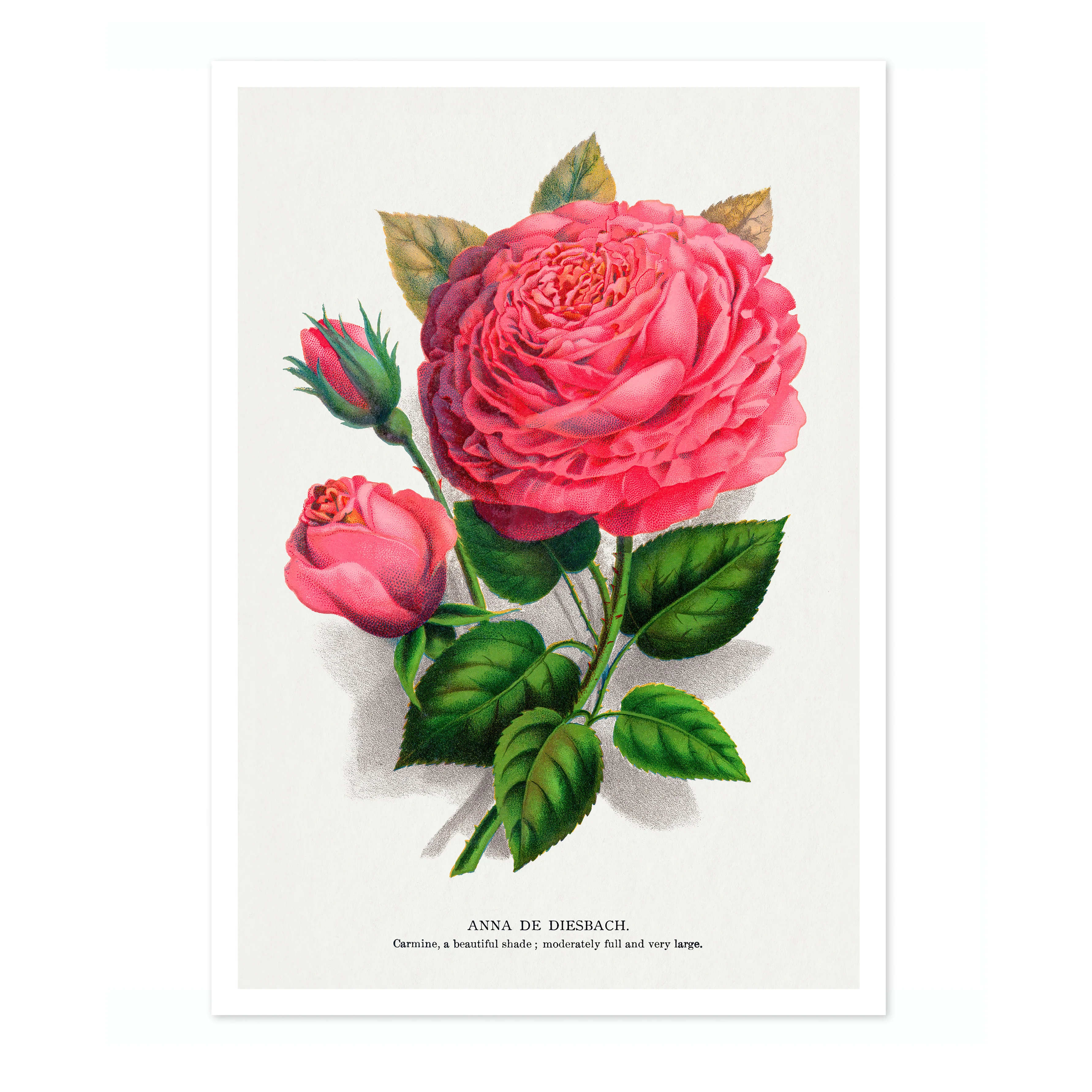 Pink Rose - Image 4