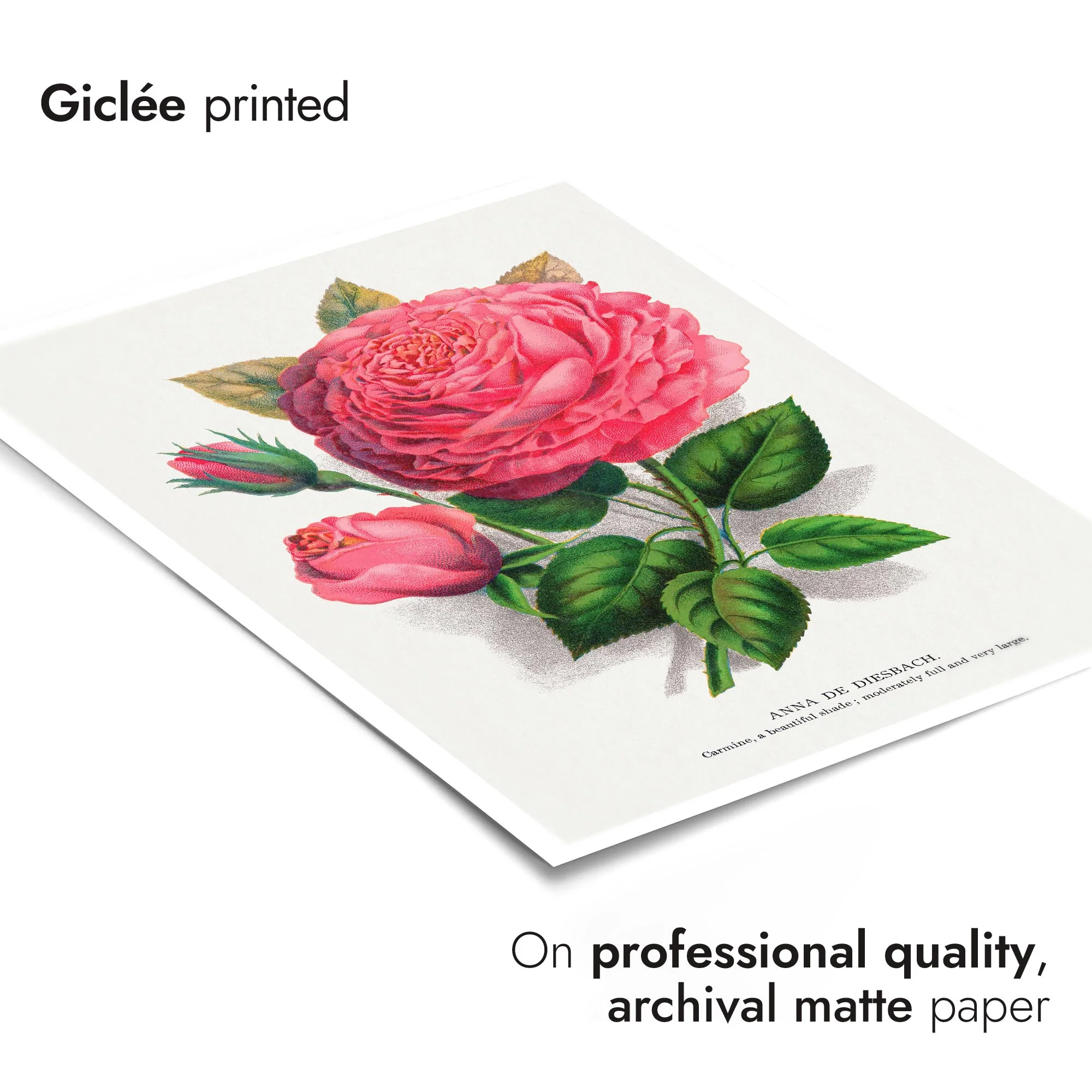 Pink Rose - Image 6