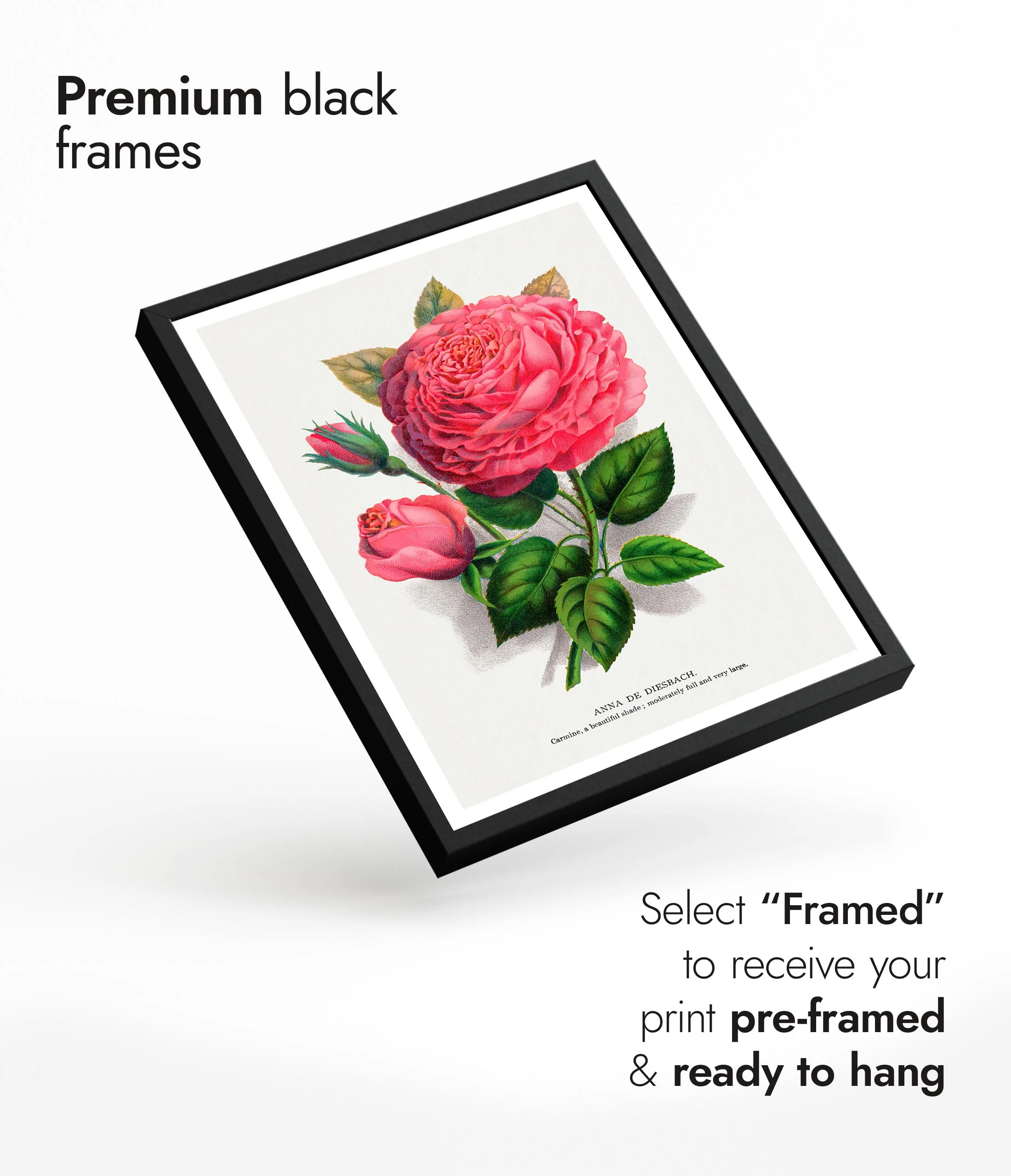 Pink Rose - Image 7