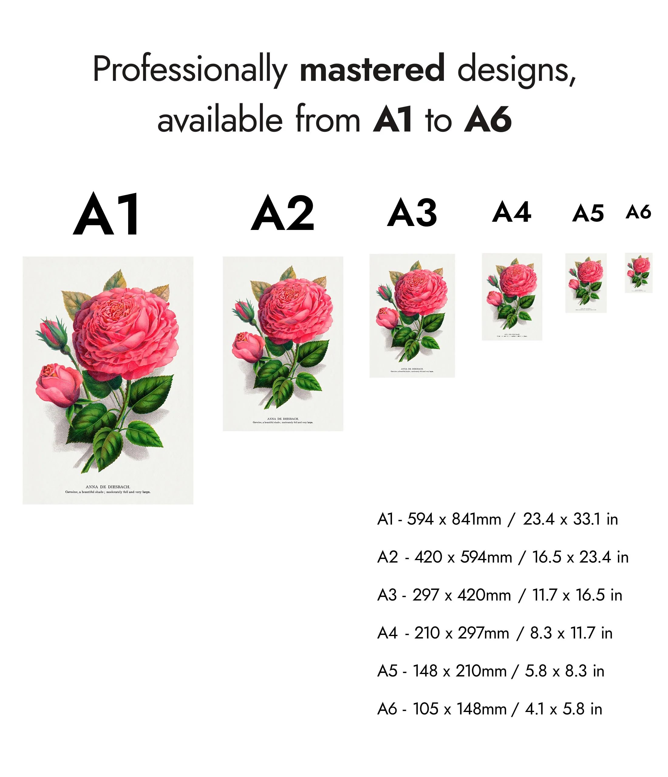 Pink Rose - Image 8
