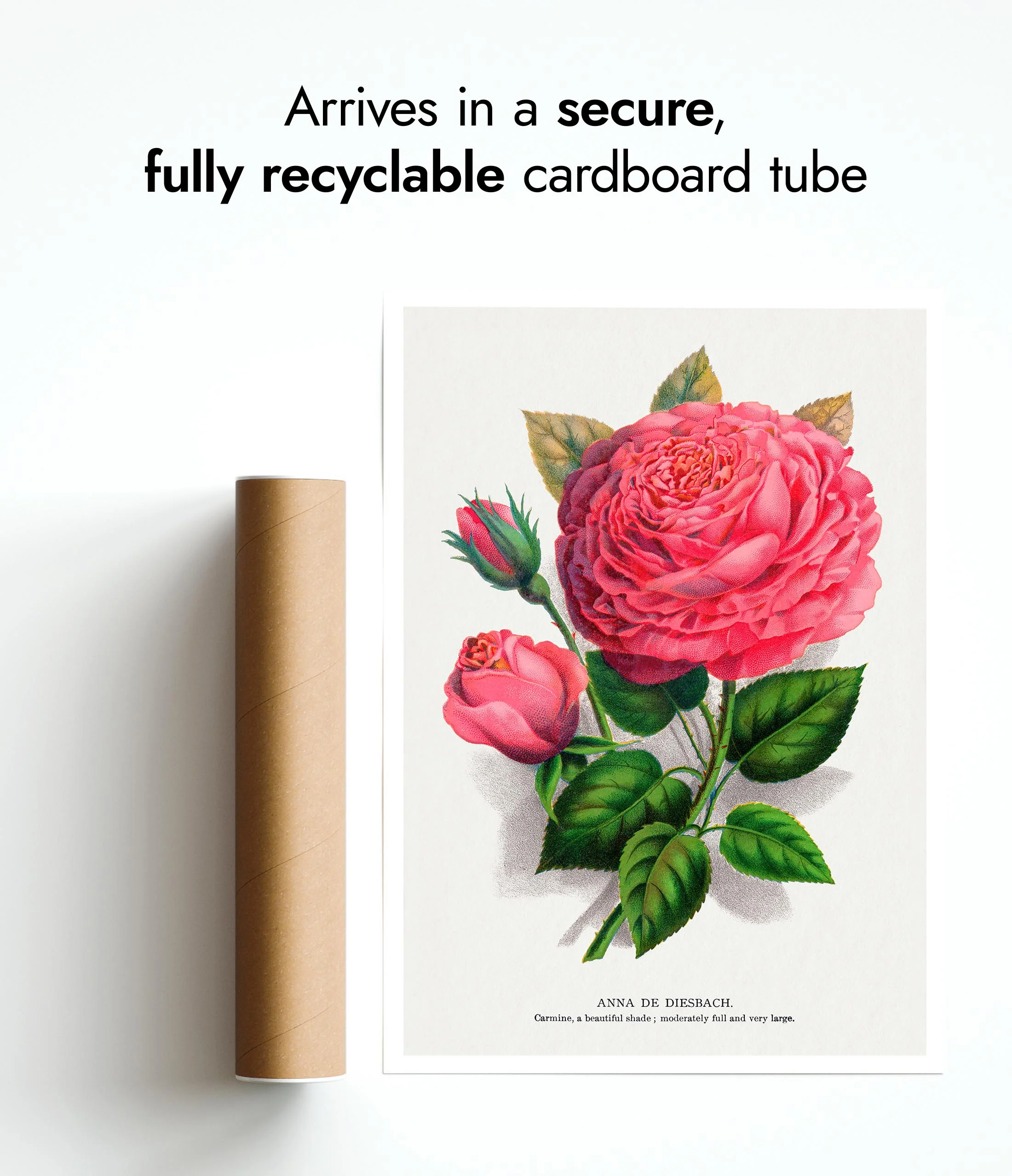Pink Rose - Image 9
