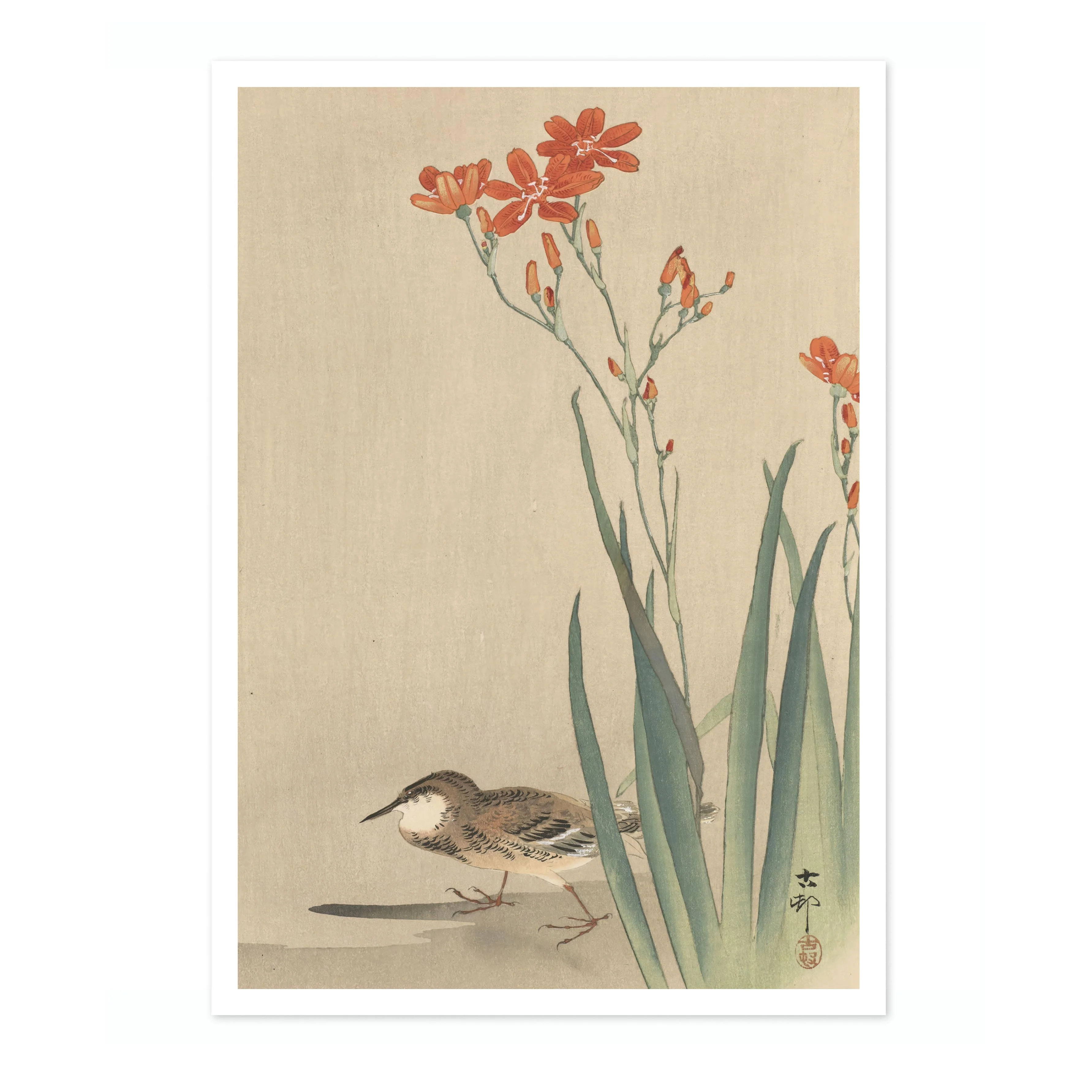 Pipit & Crocosmia Aurea - Image 4