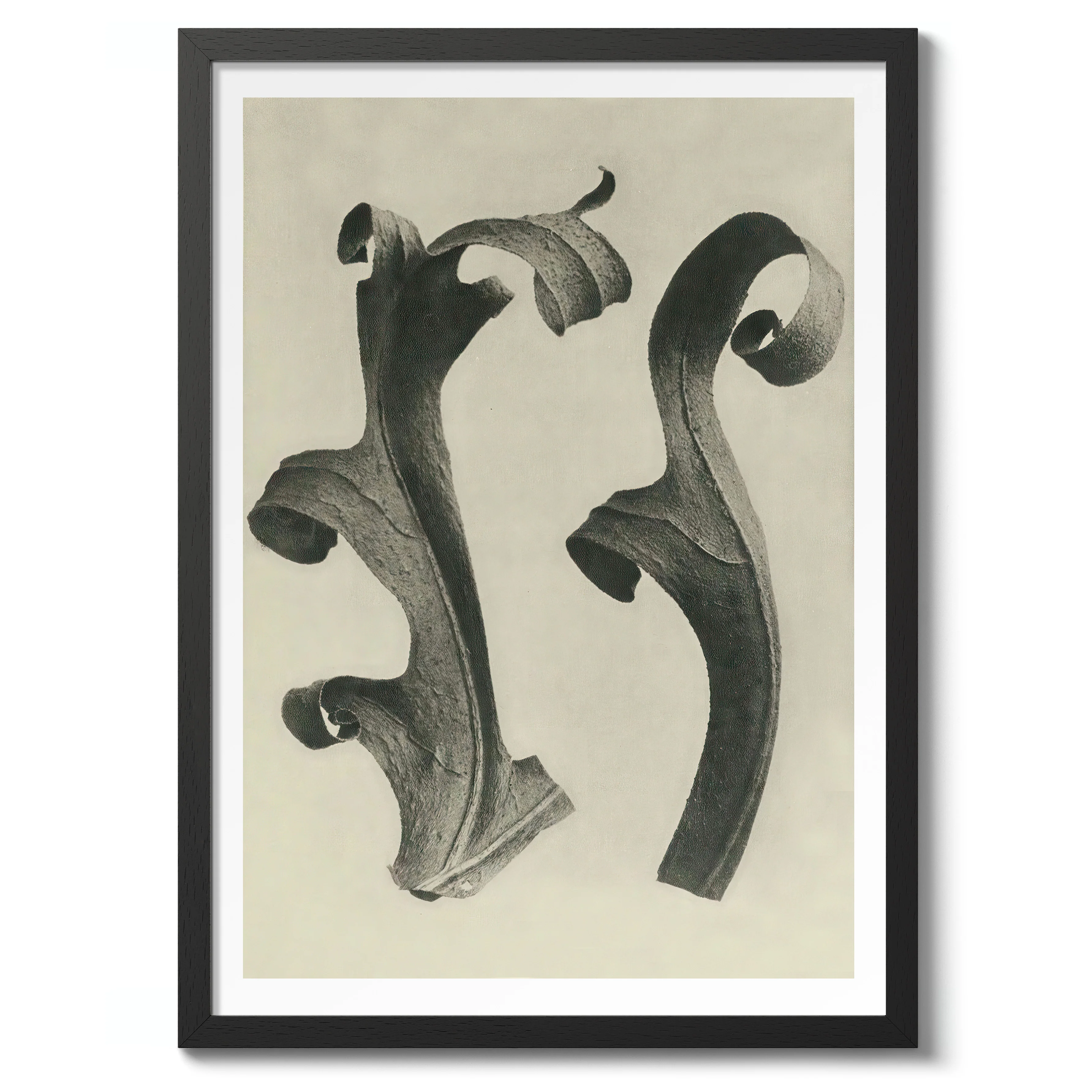 Plantstudie 11 - Image 2