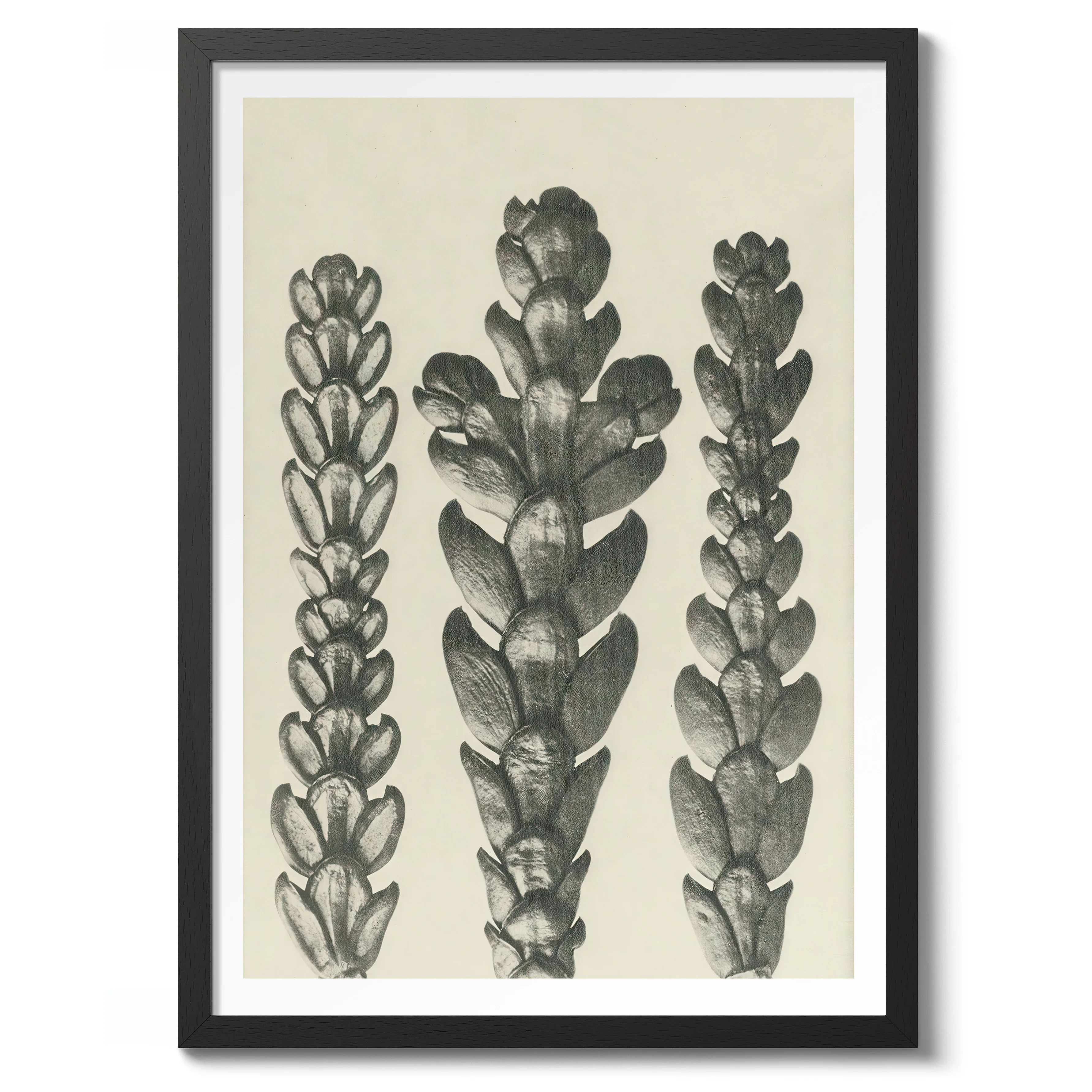 Plantstudie 12 - Image 2