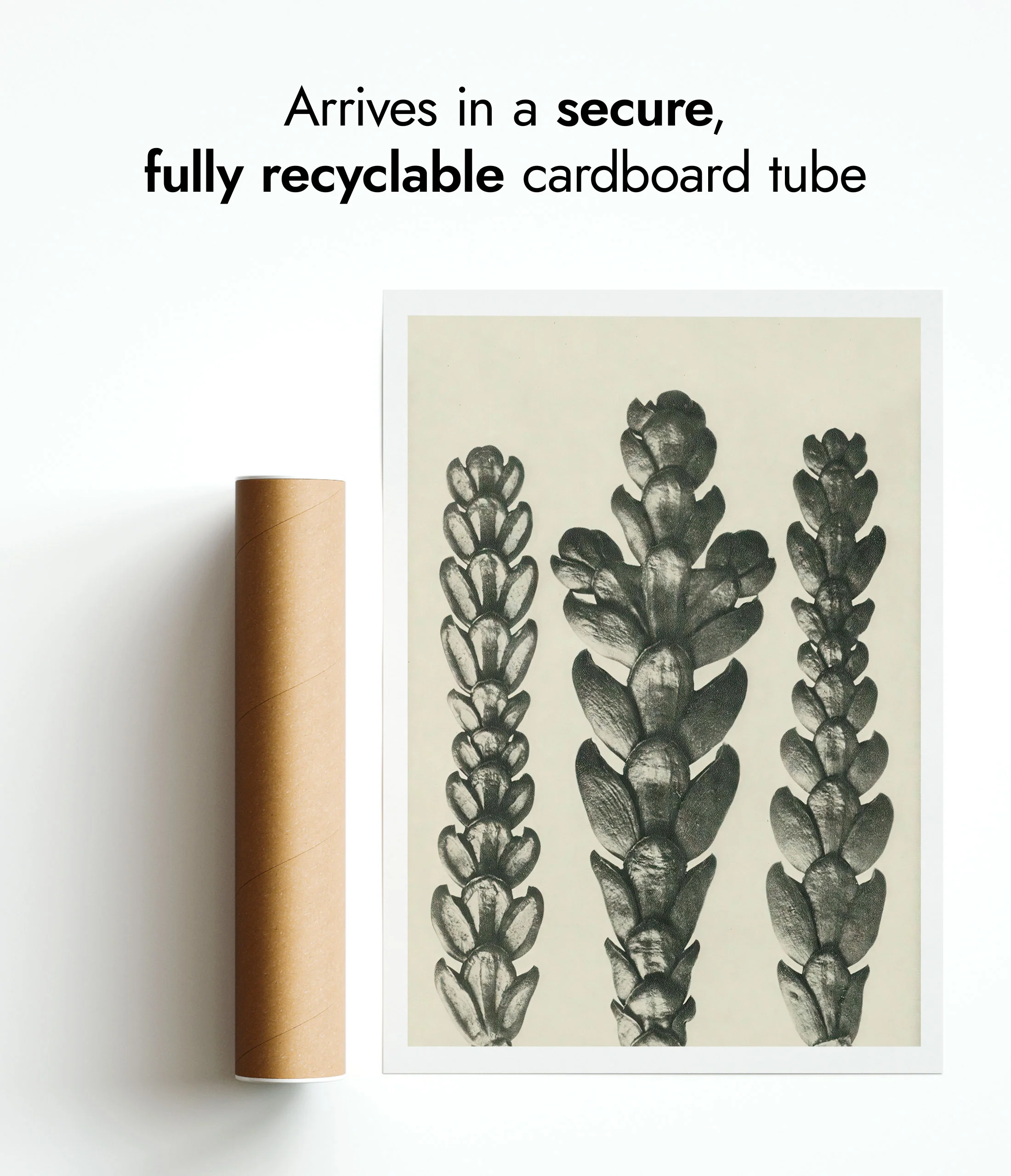 Plantstudie 12 - Image 9