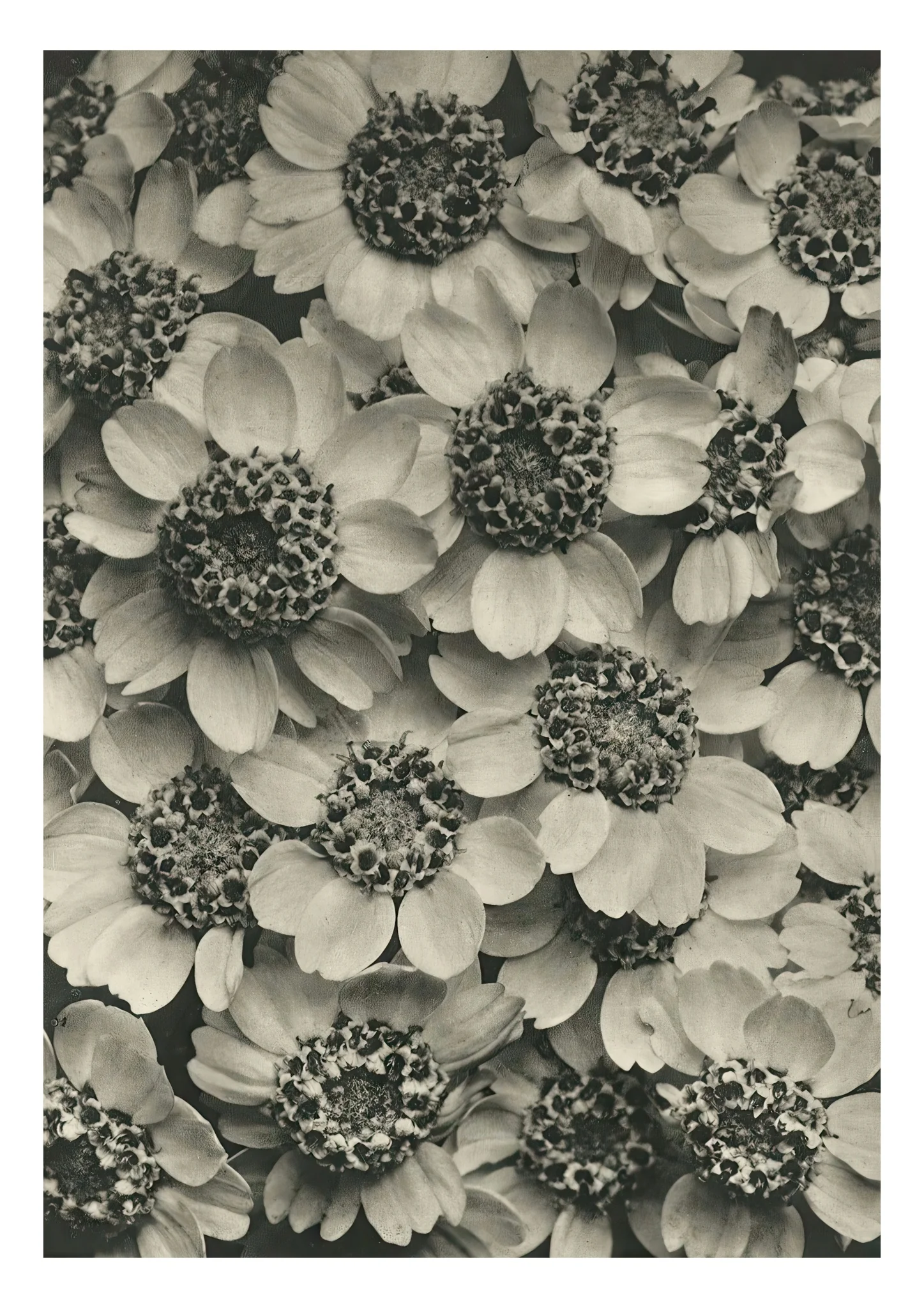 Plantstudie 15