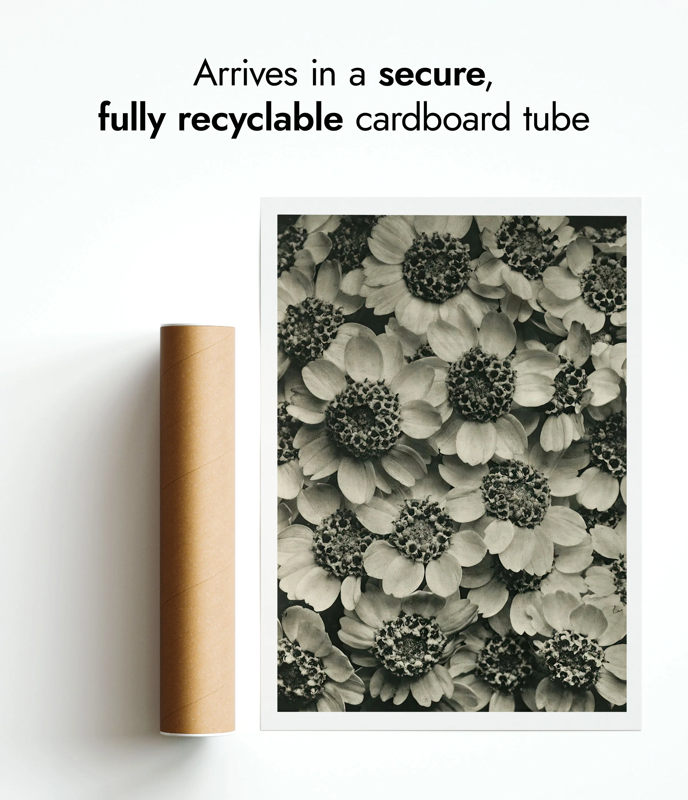 Plantstudie 15 - Image 9