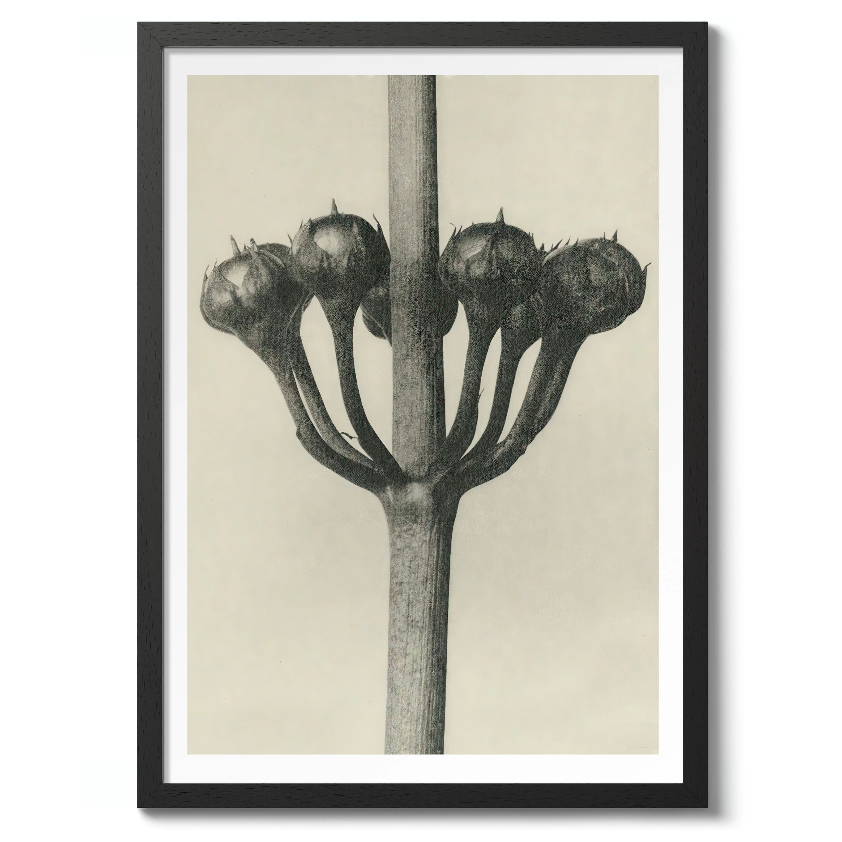 Plantstudie 2 - Image 2