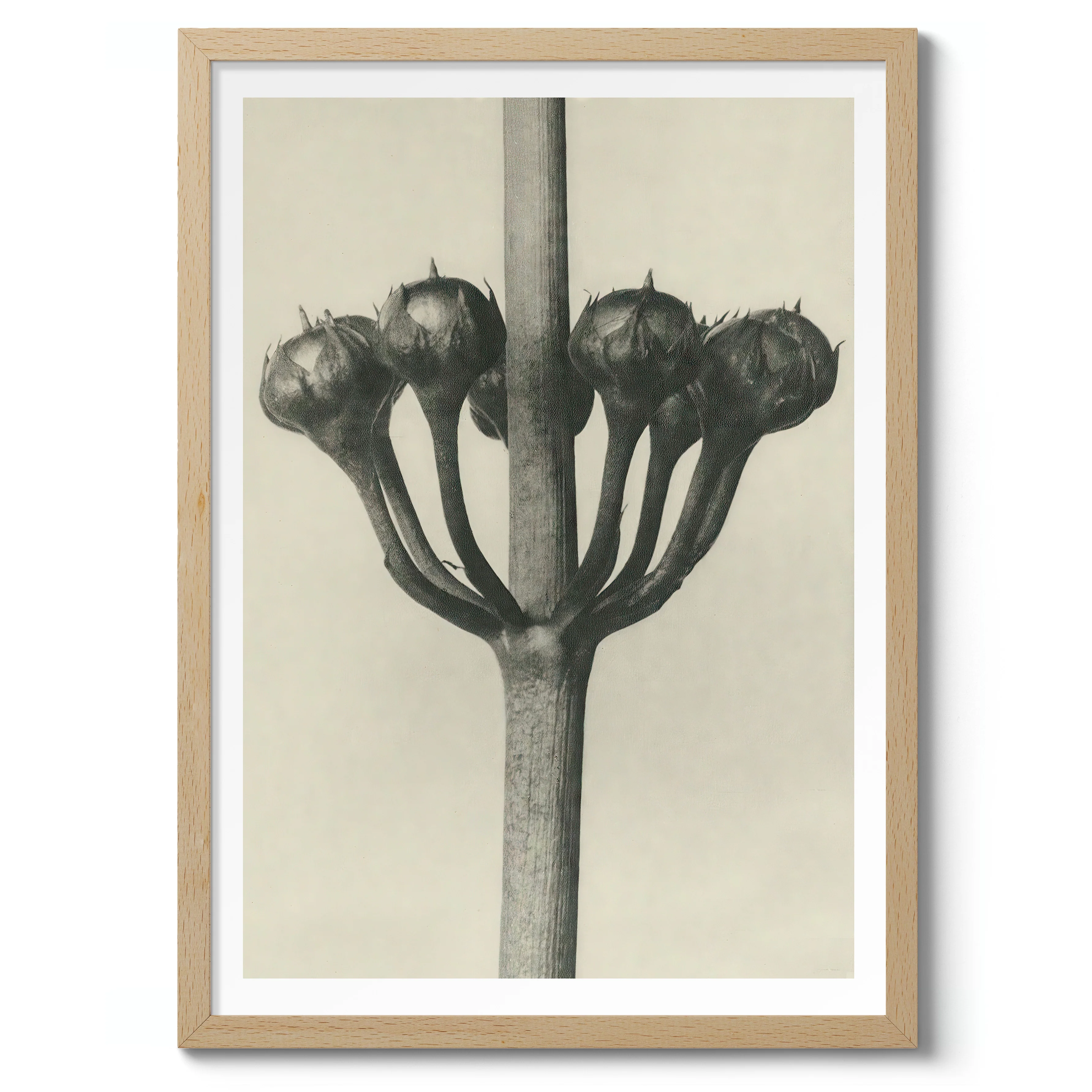 Plantstudie 2 - Image 3