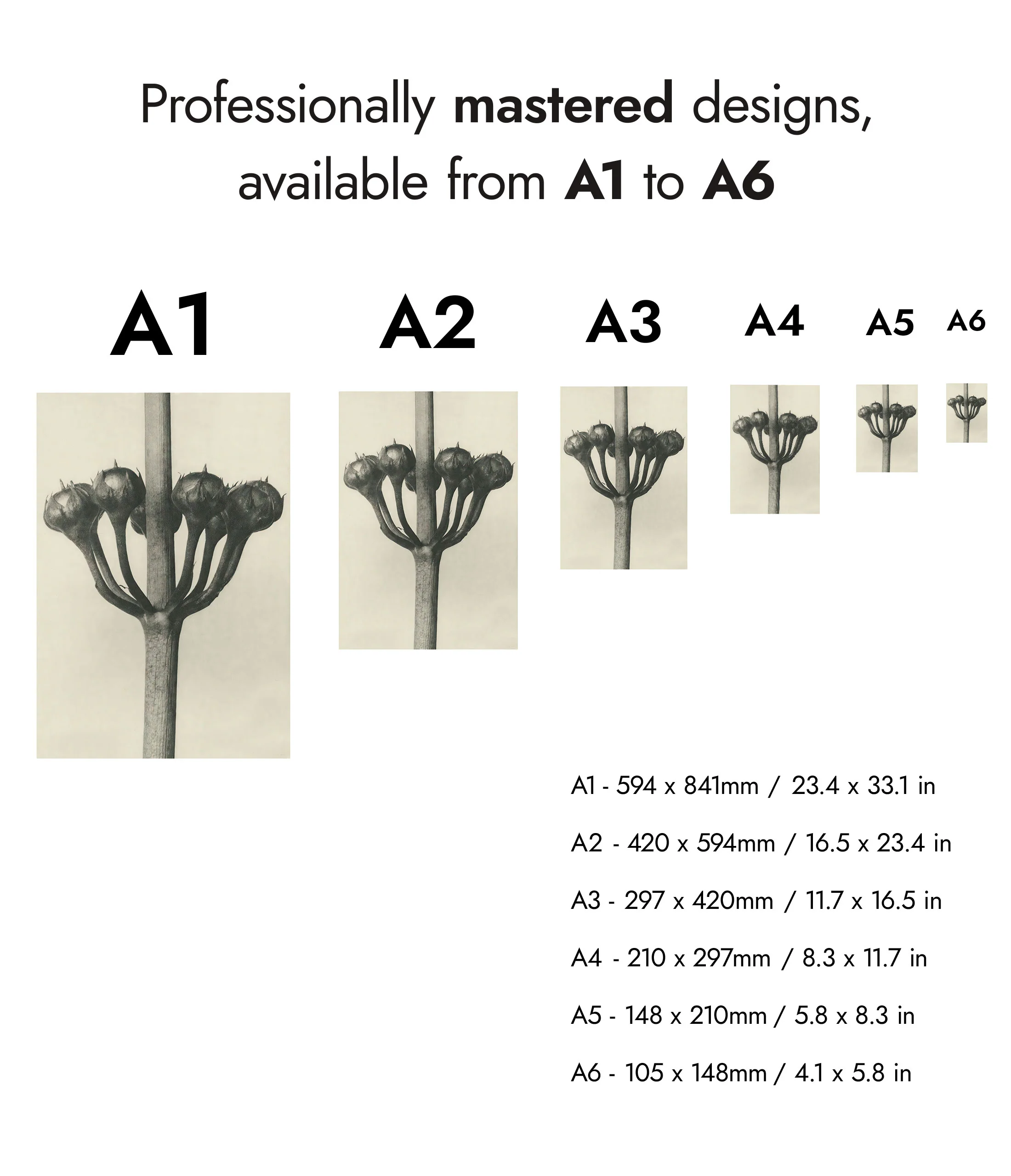 Plantstudie 2 - Image 8