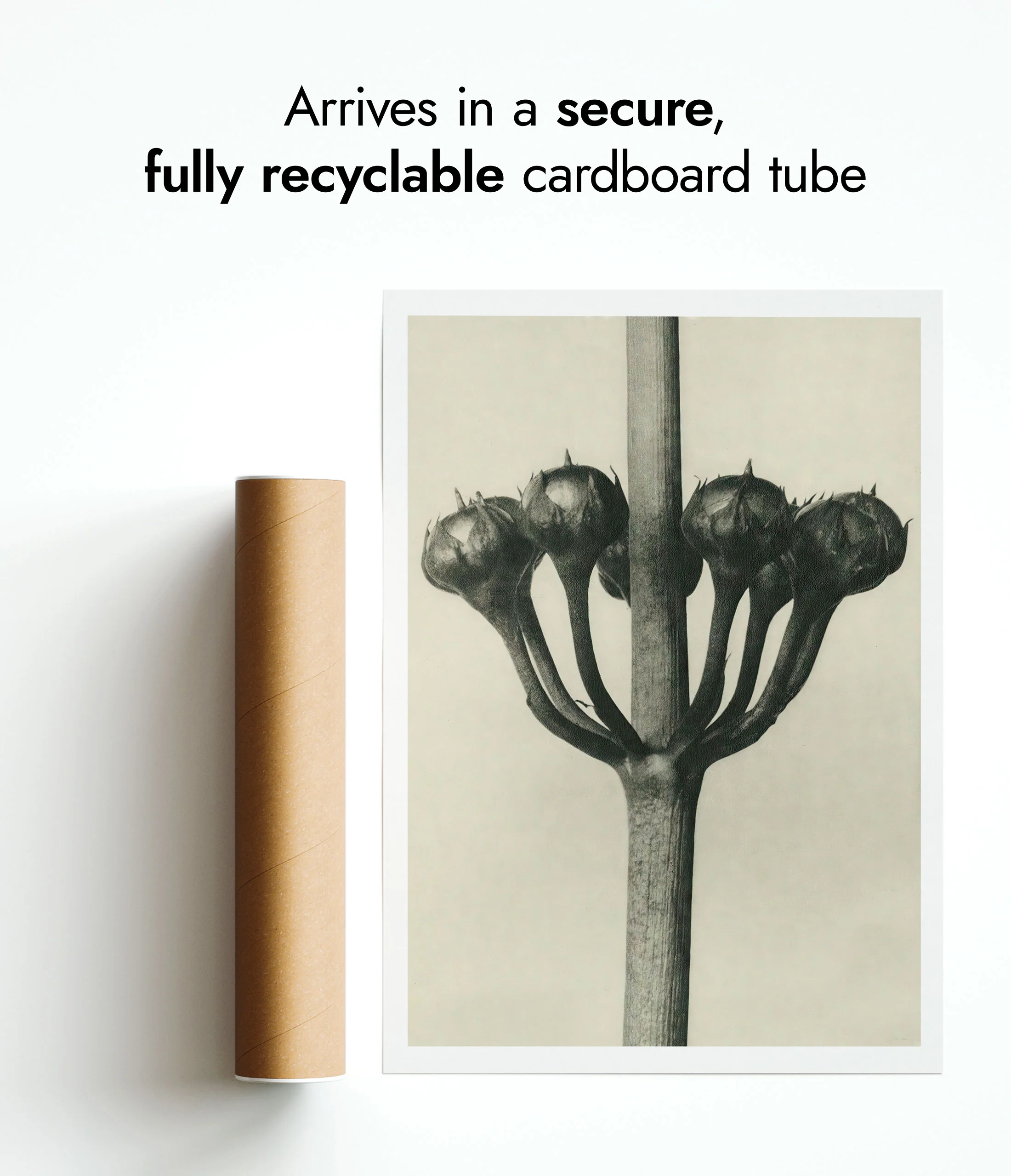 Plantstudie 2 - Image 9