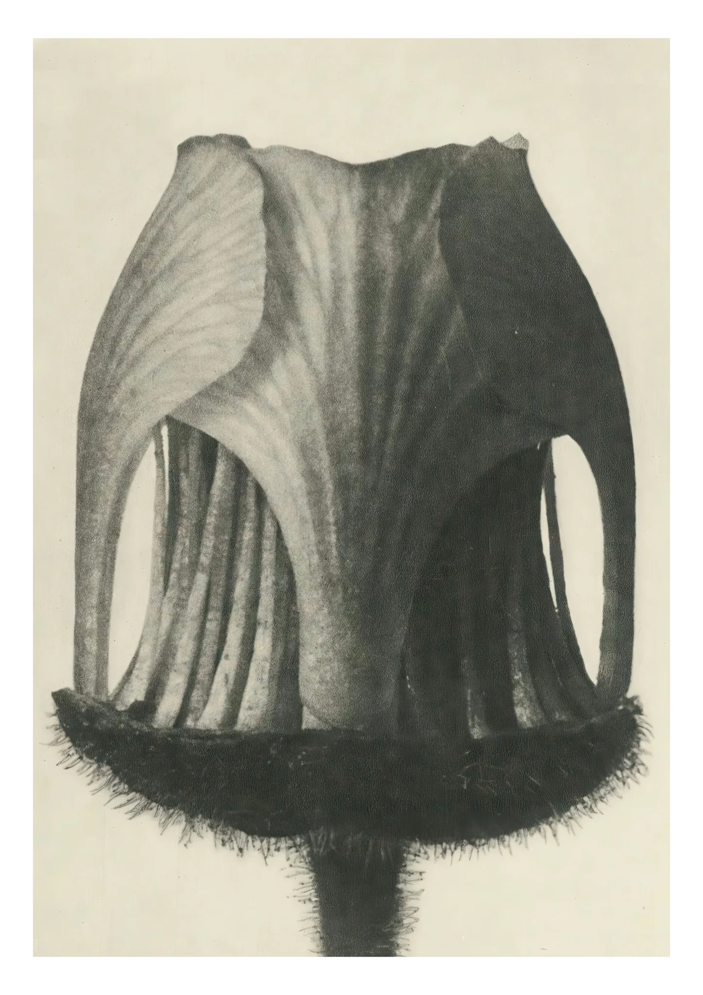 Plantstudie 6