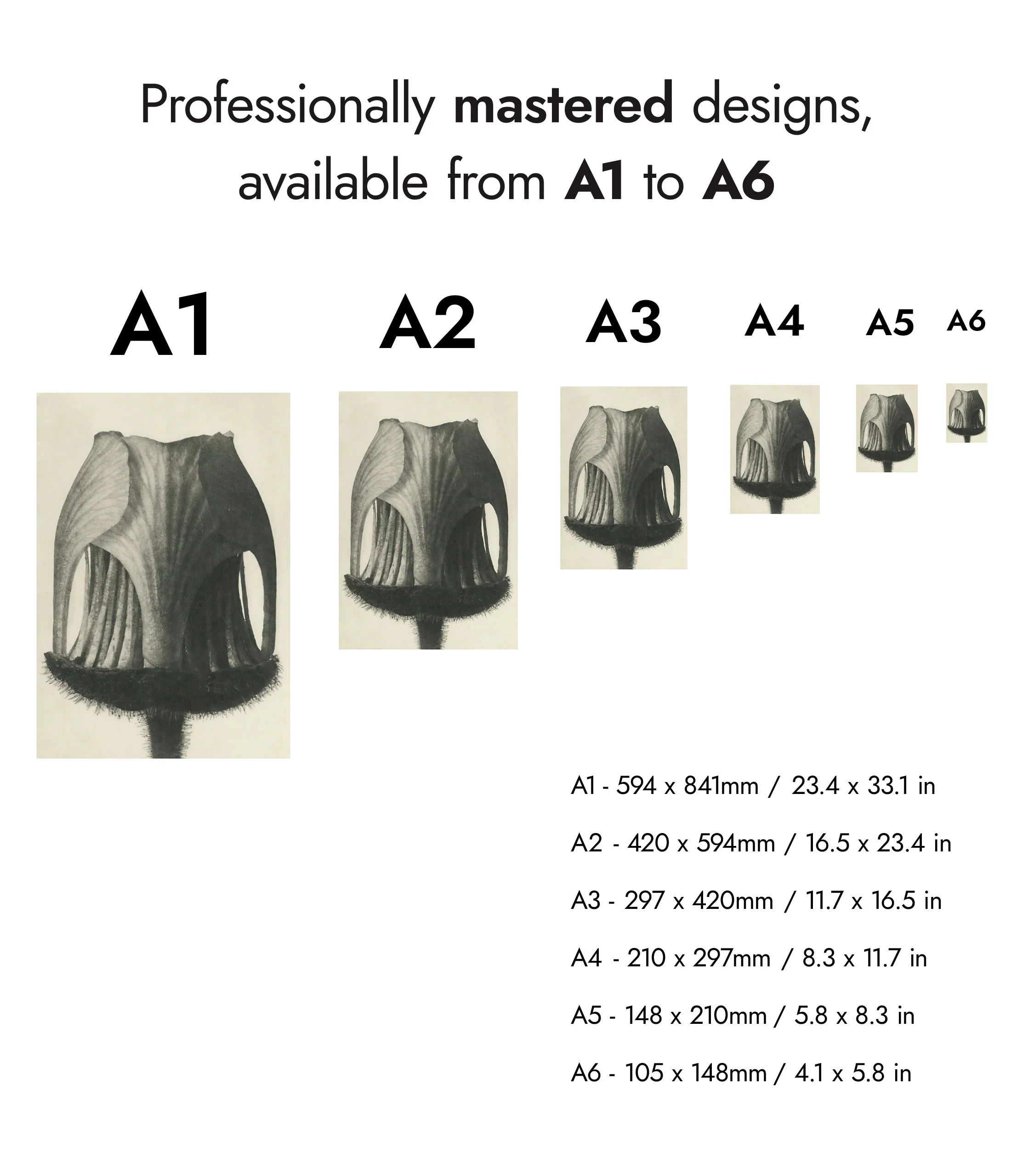 Plantstudie 6 - Image 8