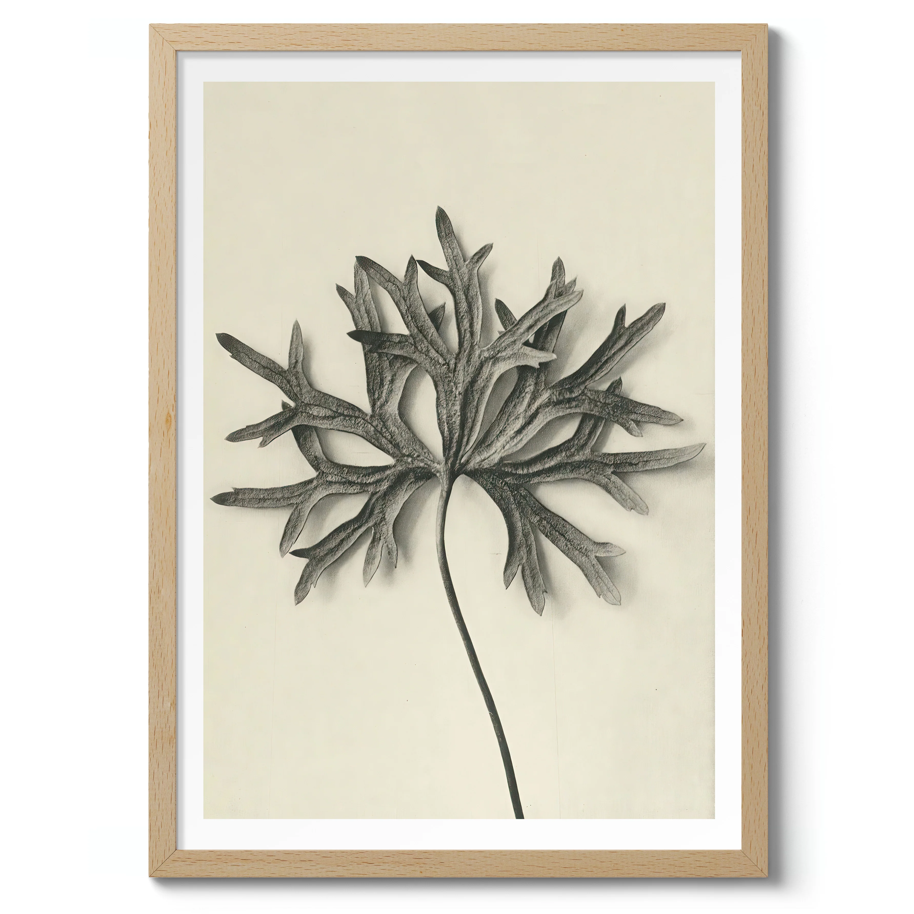 Plantstudie 7 - Image 3