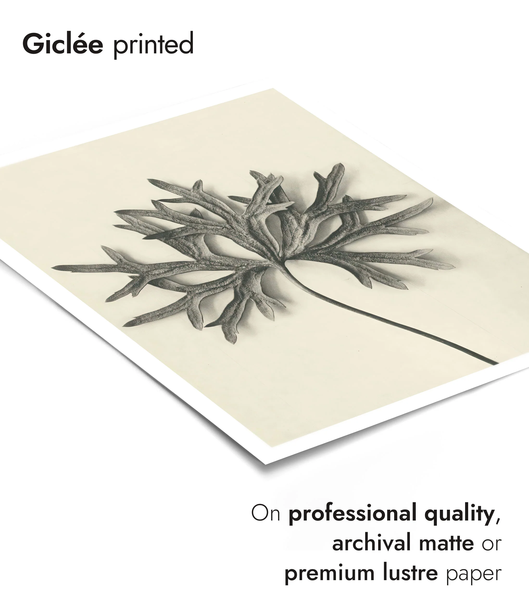 Plantstudie 7 - Image 6