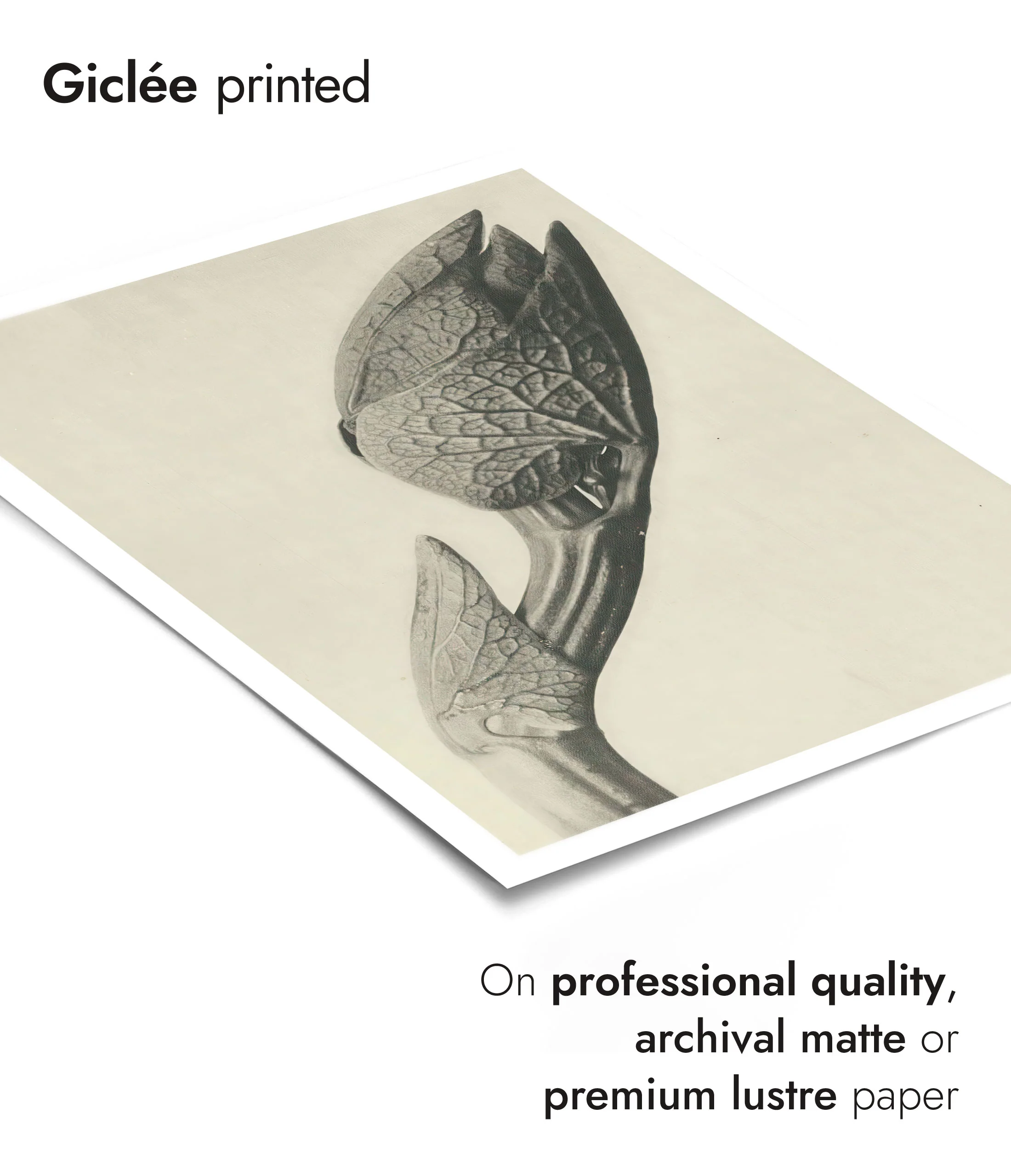 Plantstudie - Image 6
