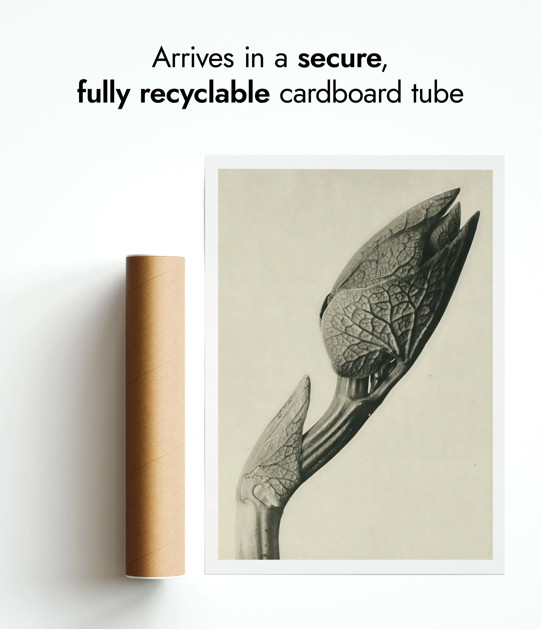 Plantstudie - Image 9