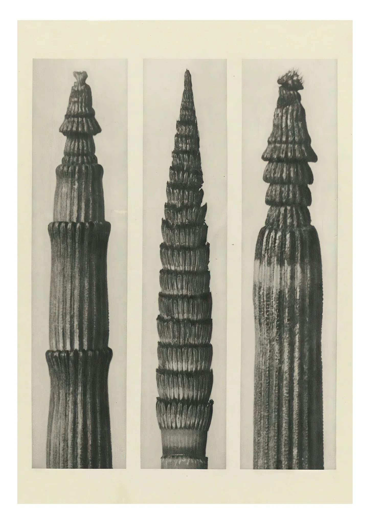 Plantstudie