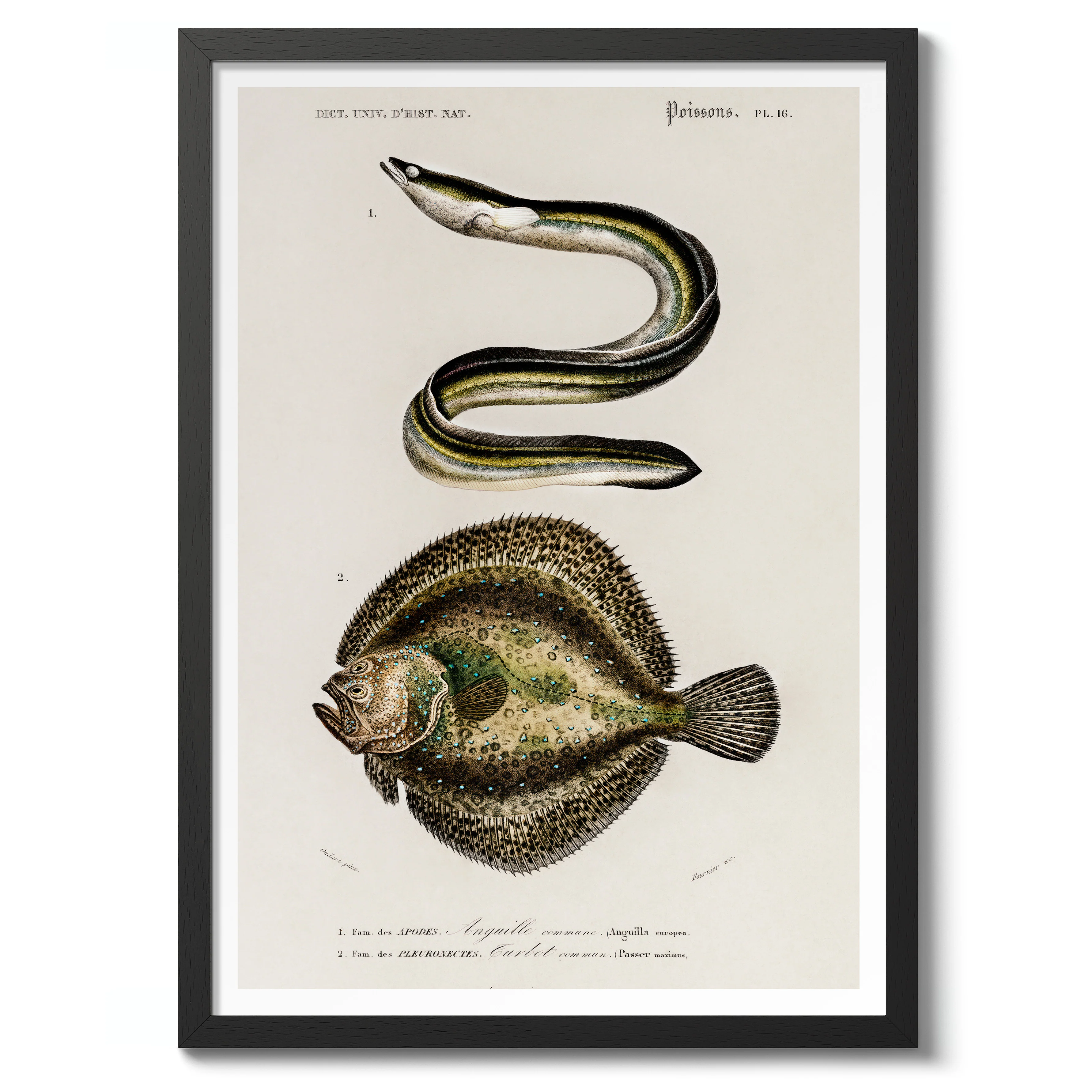 Poissons - Image 2