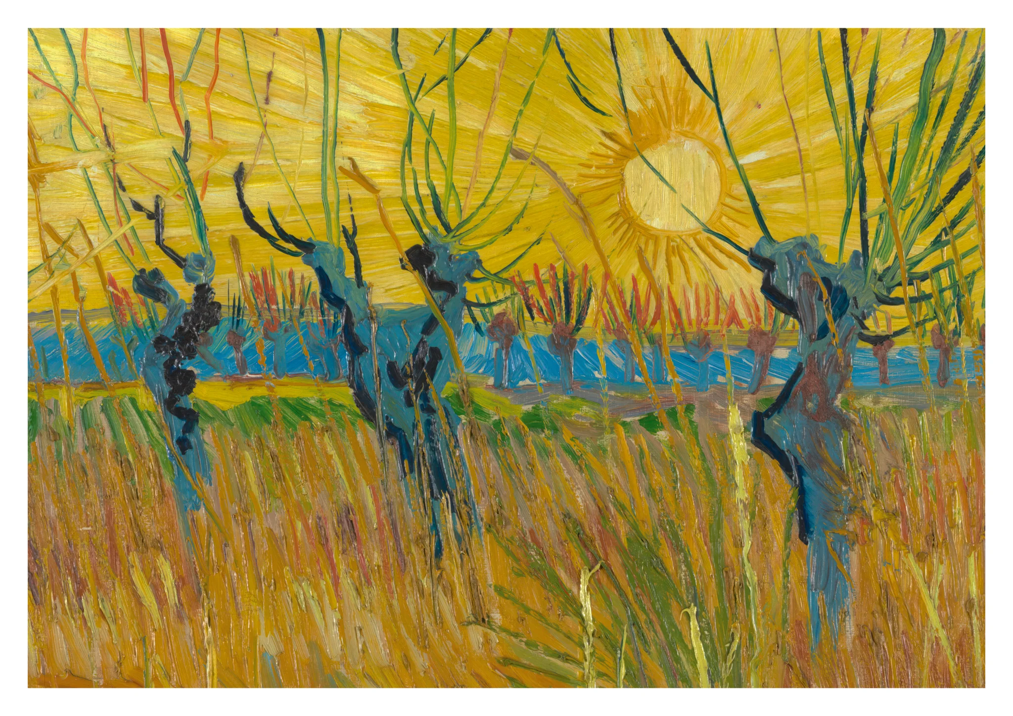 Pollard Willows at Sunset