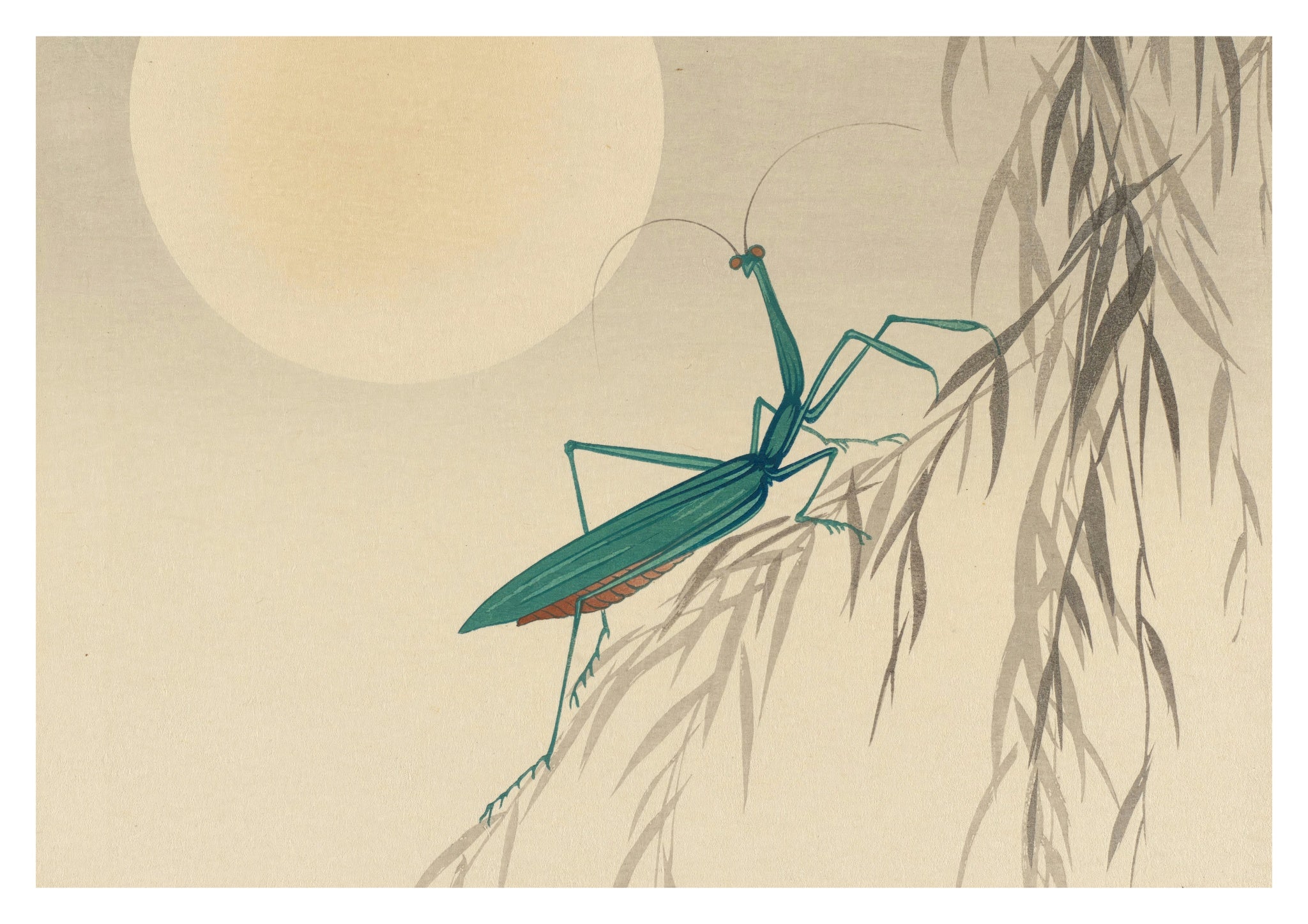Praying Mantis & Full Moon