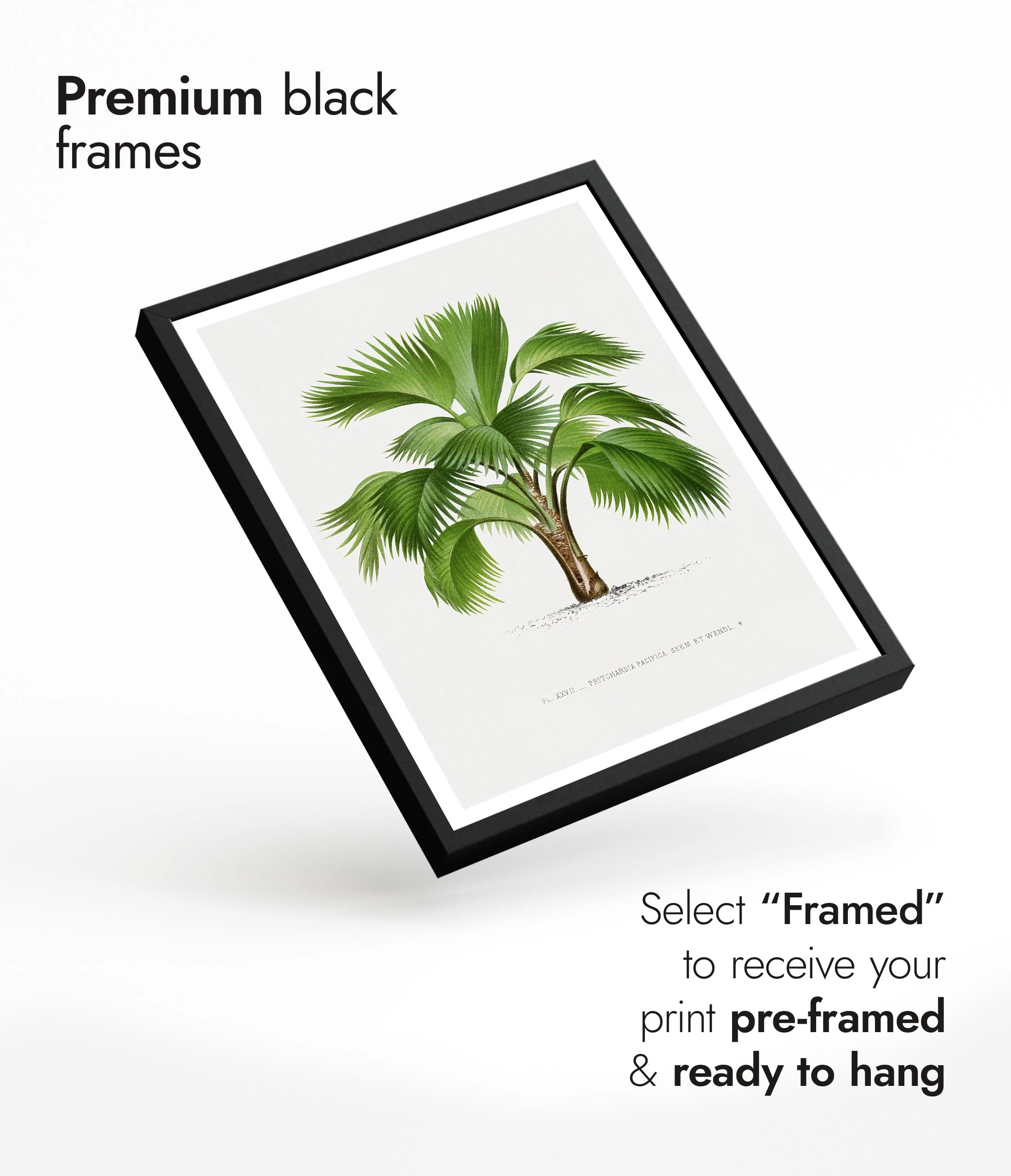 Pritchardia Pacifica - Image 7