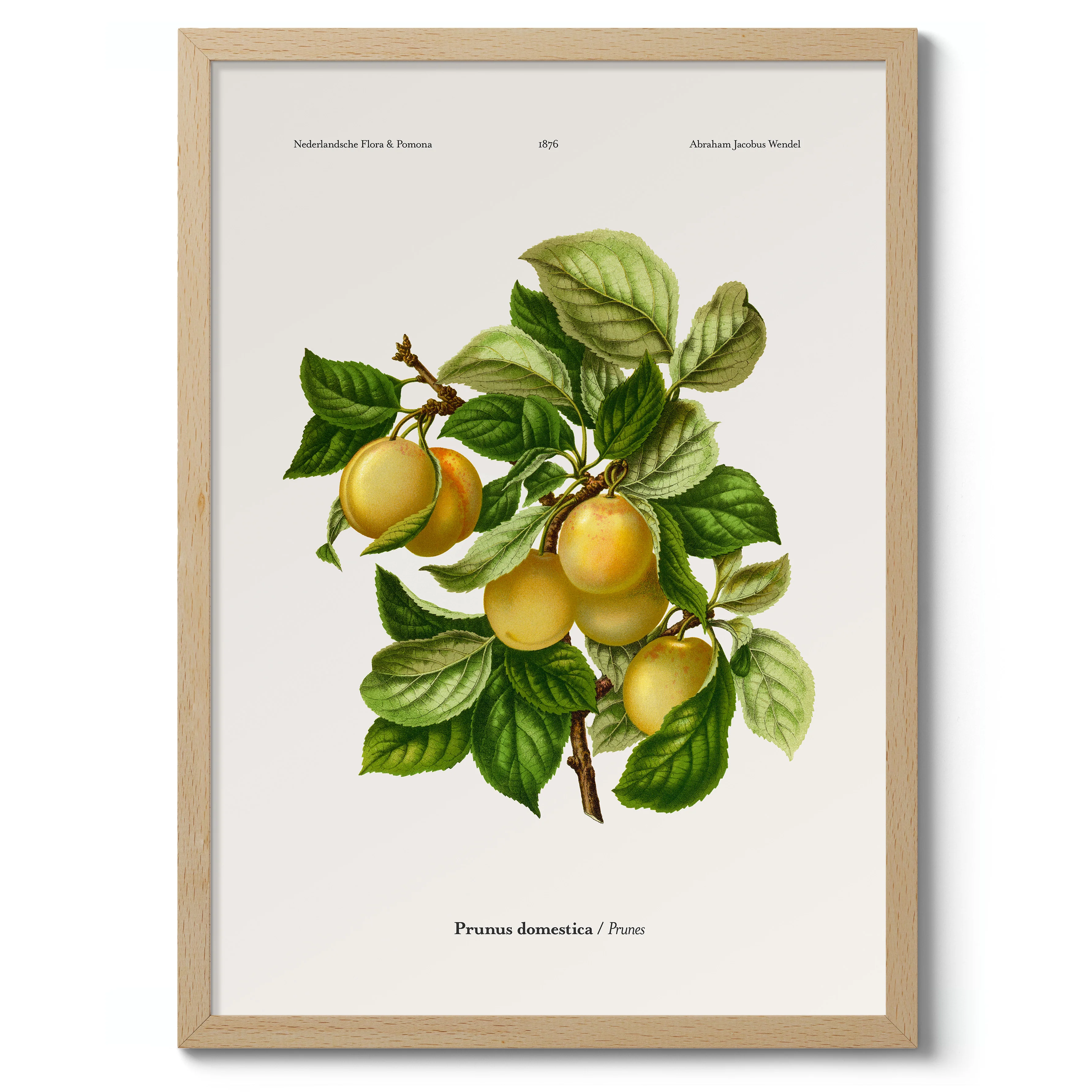 Prunes - Image 3