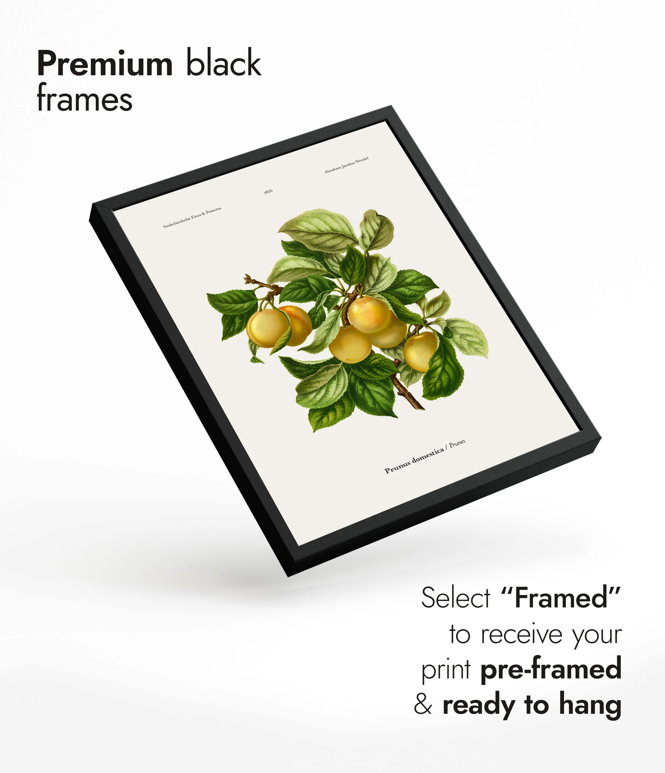 Prunes - Image 7