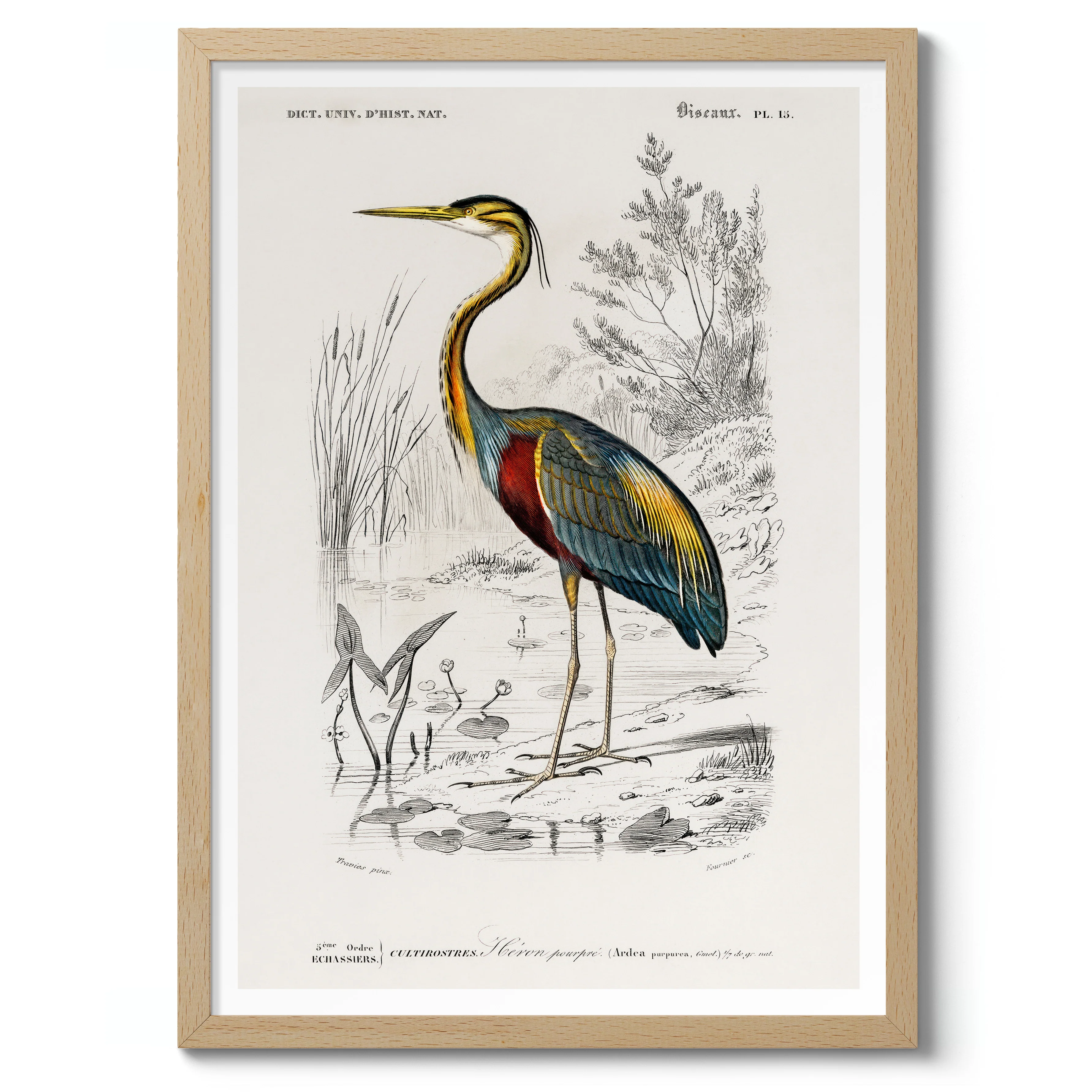 Purple Heron - Image 3