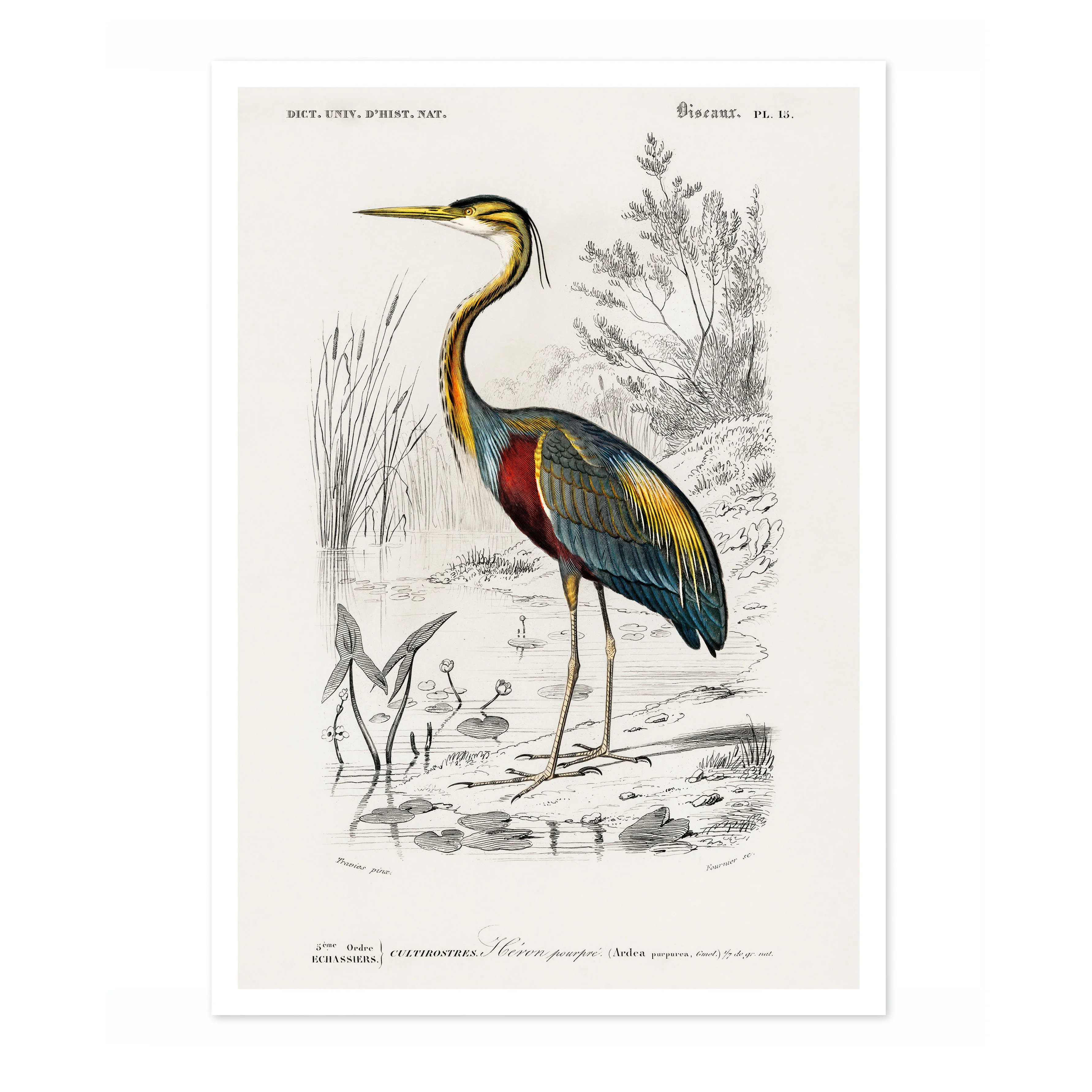 Purple Heron - Image 4