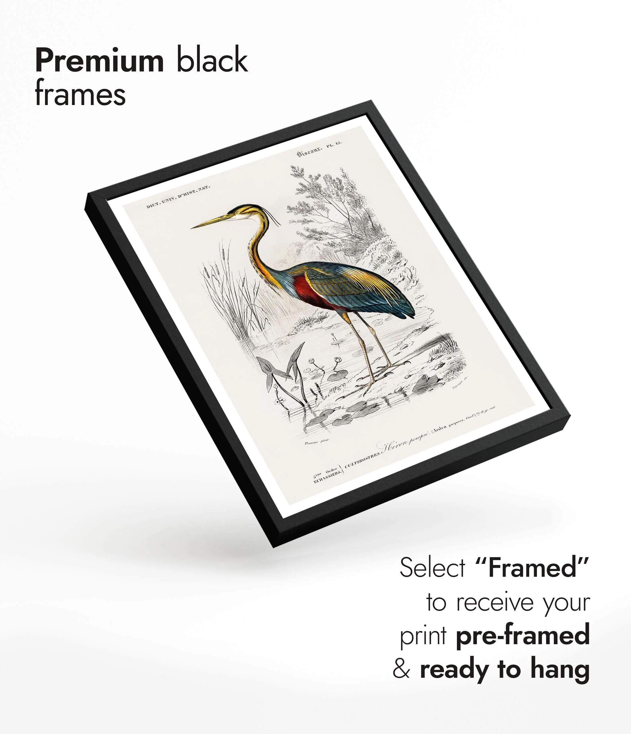Purple Heron - Image 7